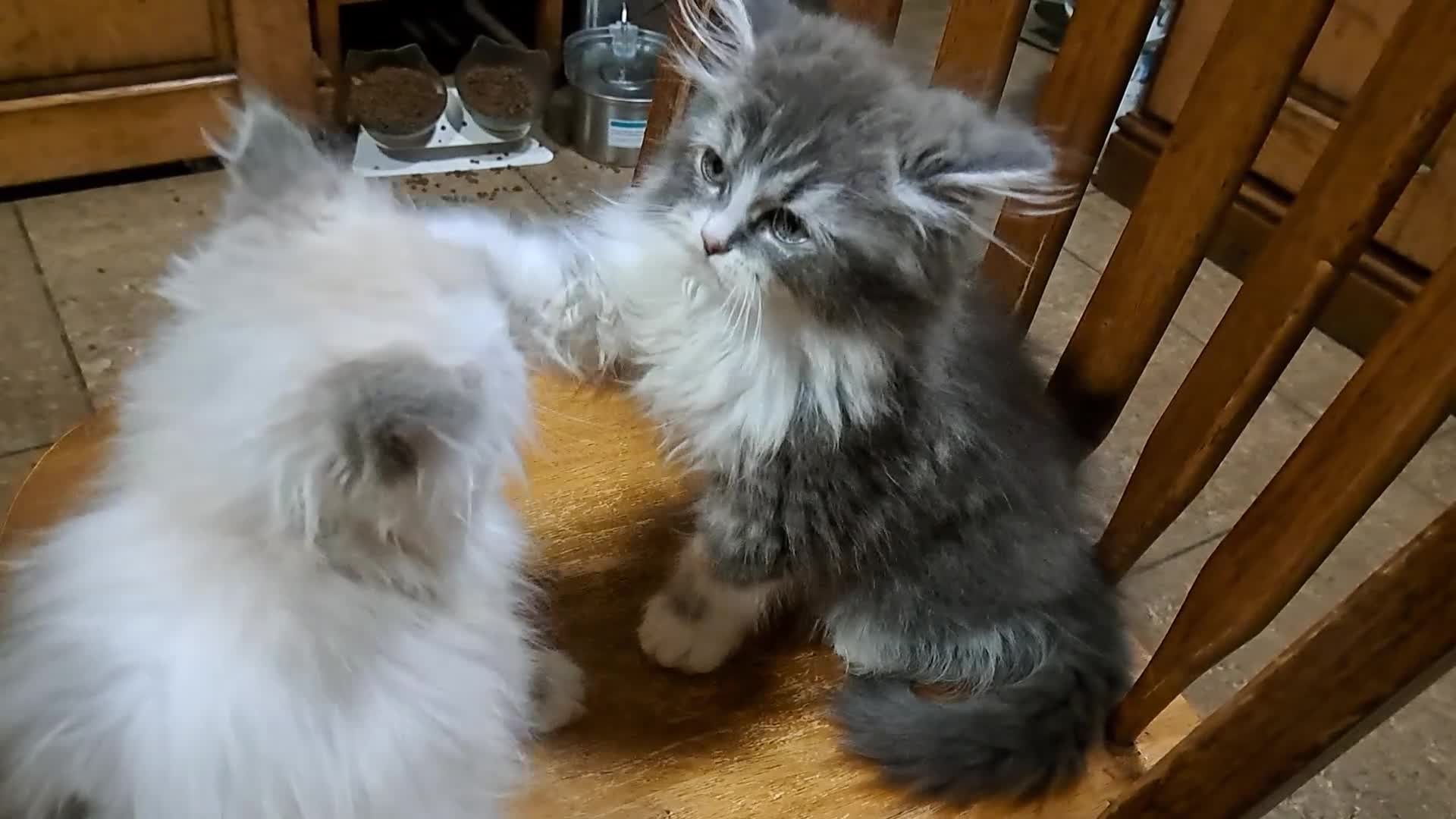 Ragdoll cats for sale: 2 ragdoll cross persian kittens - Video 2