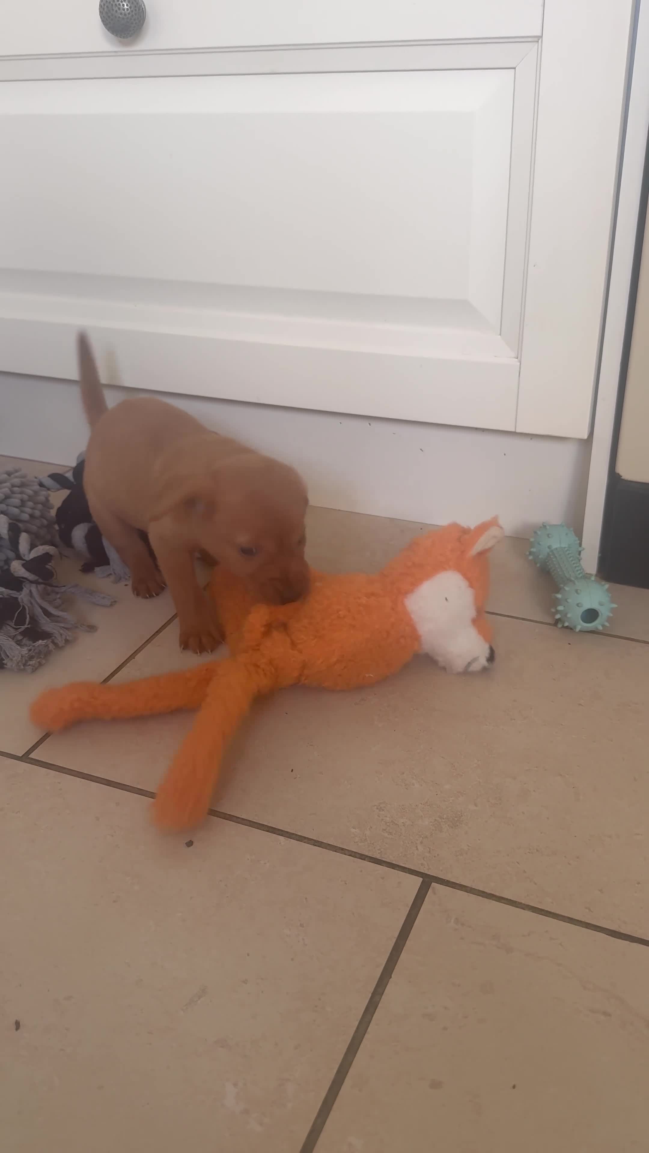 Labrador Retriever dogs for sale: Fox Red KC registered Labradors - Video 4