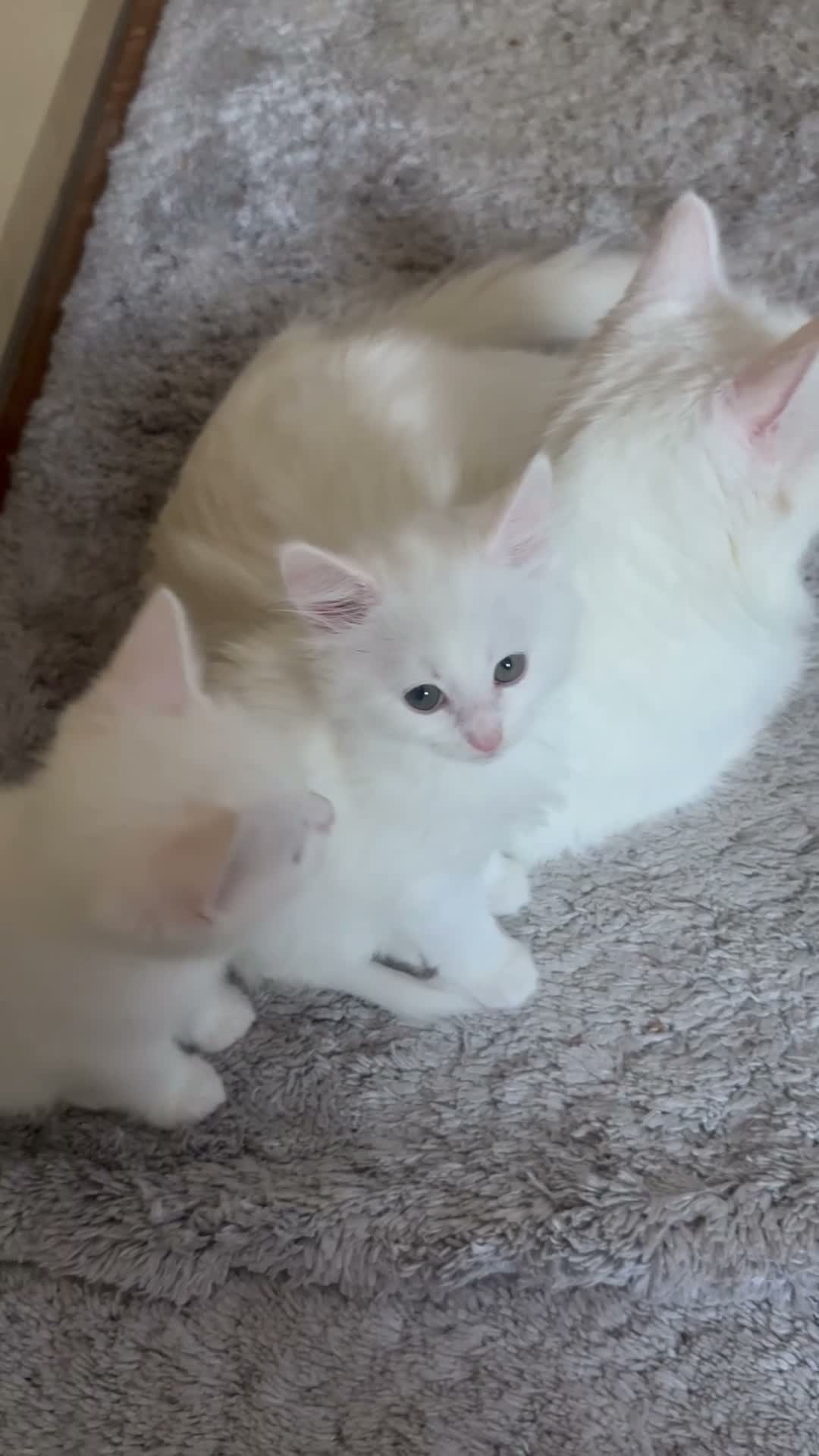 Turkish Angora cats for sale: Turkish angora kittens  - Video 1