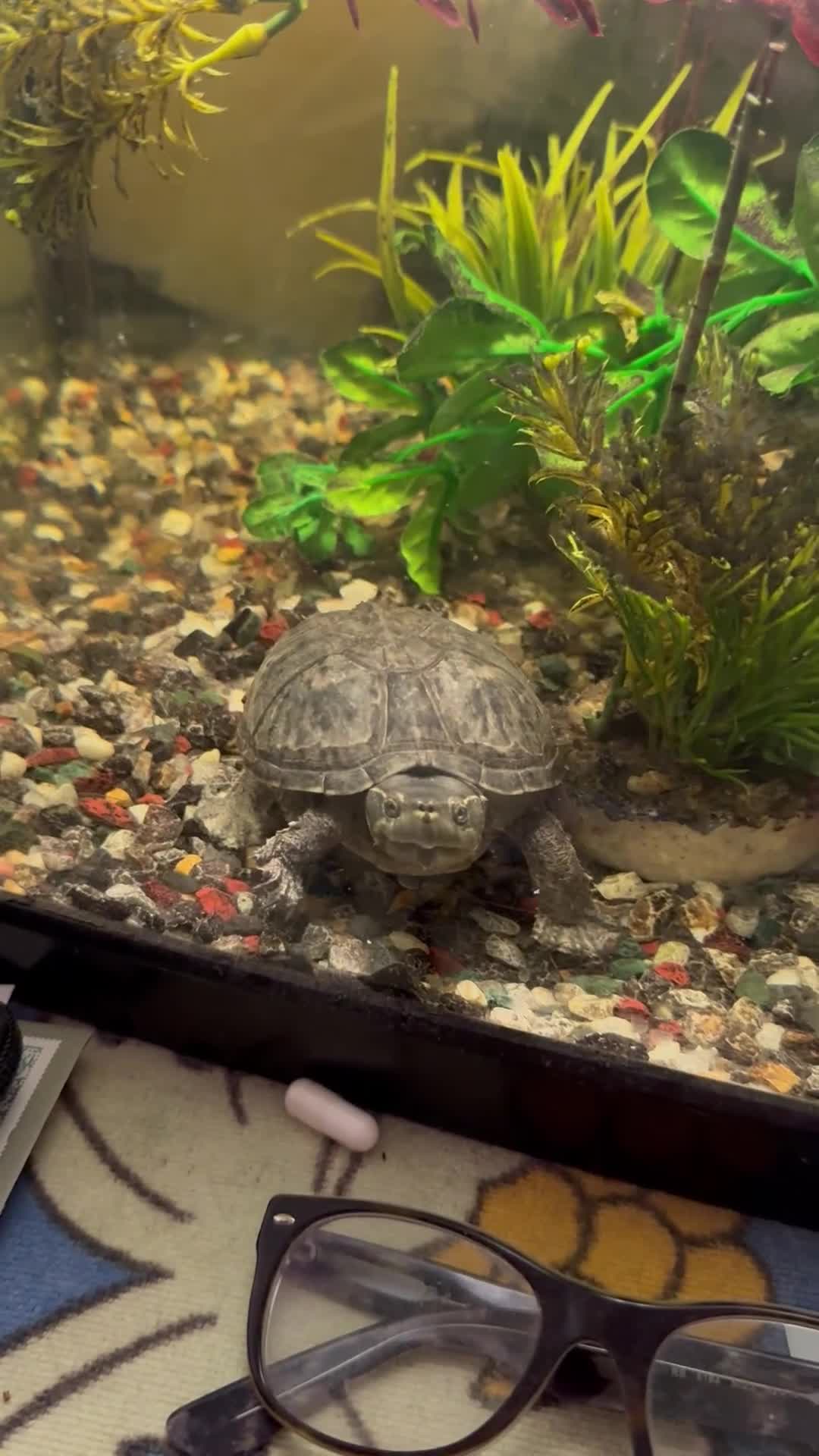 Terrapin reptiles for sale: Male Musk Turtle - Video 1