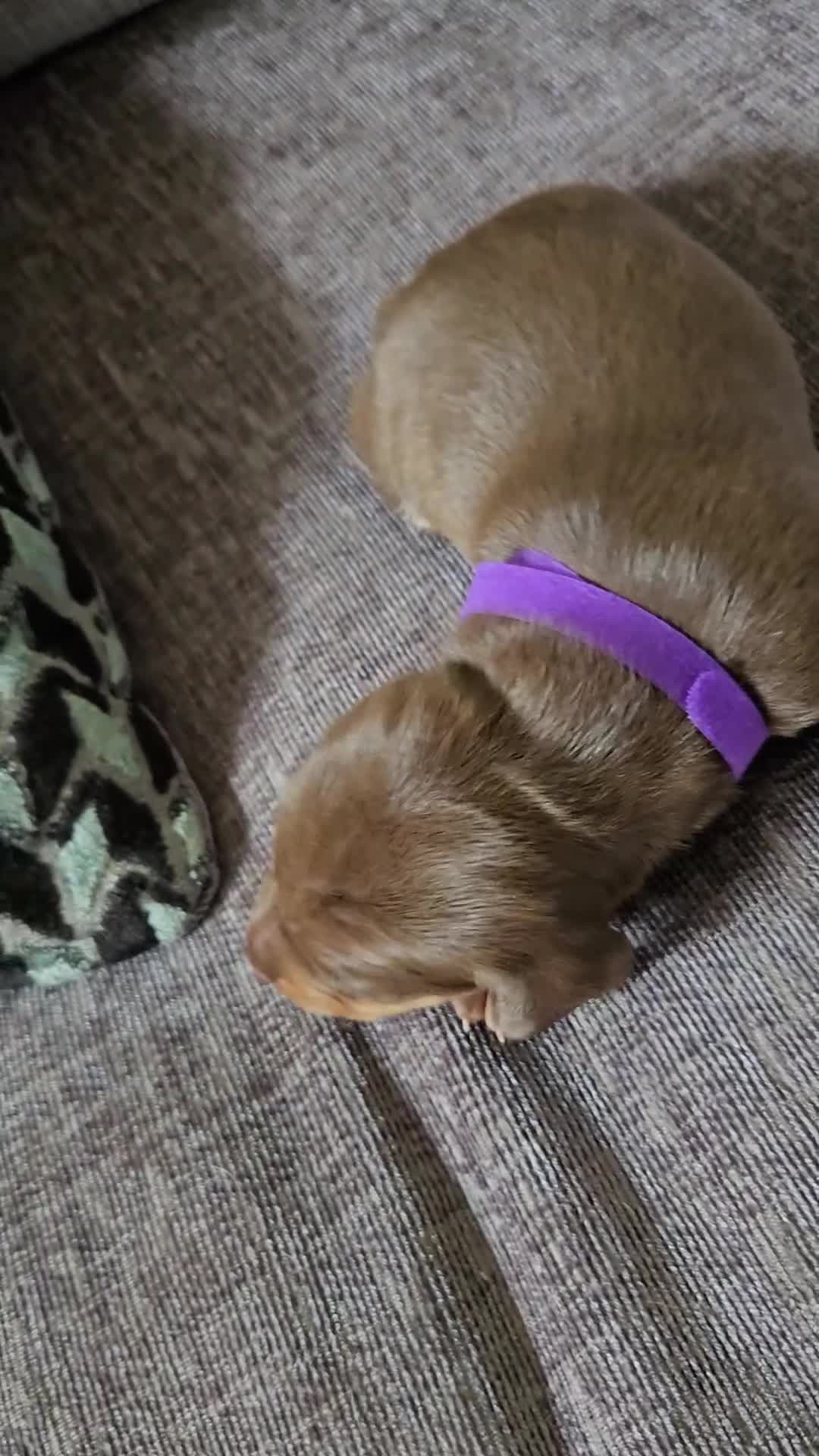 Miniature Dachshund dogs for sale: Miniature dacshund pups for sale - Video 1