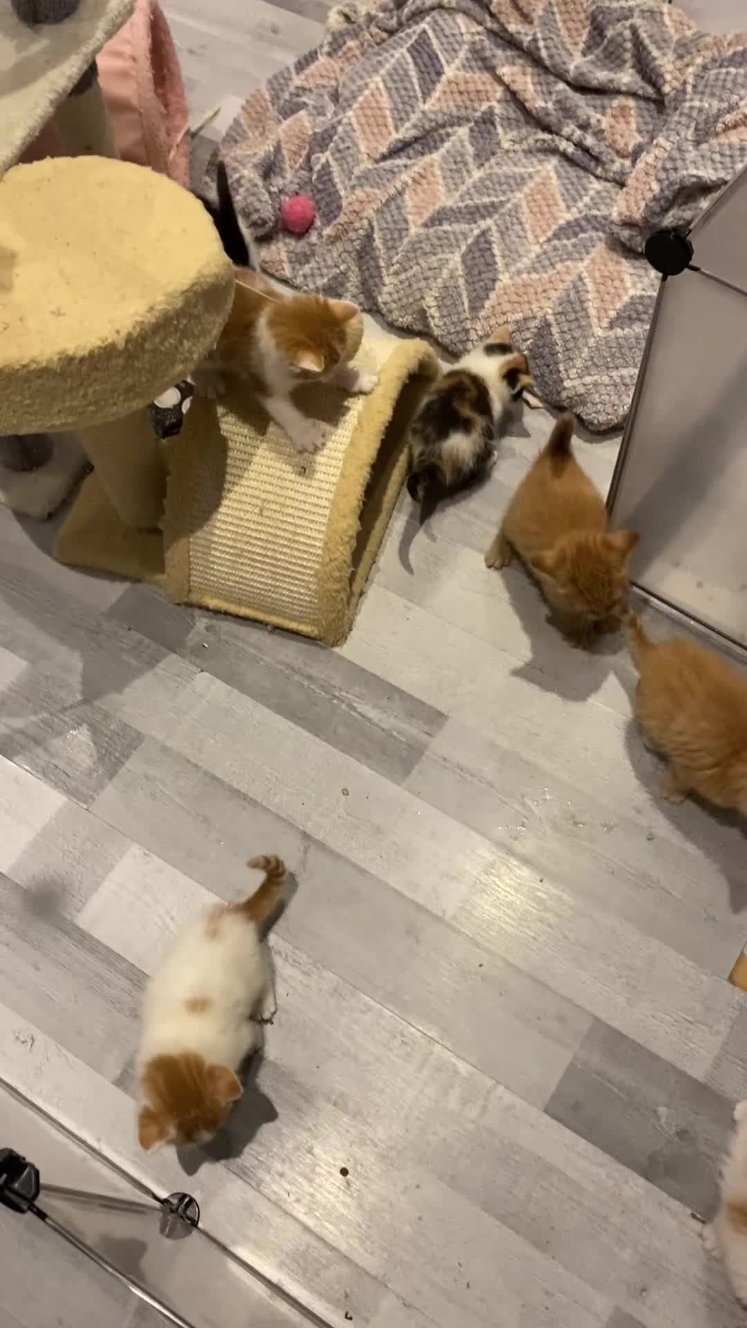 Mixed Breed cats for sale: 🐾 8 Beautiful kittens….🩵🩷 - Video 2