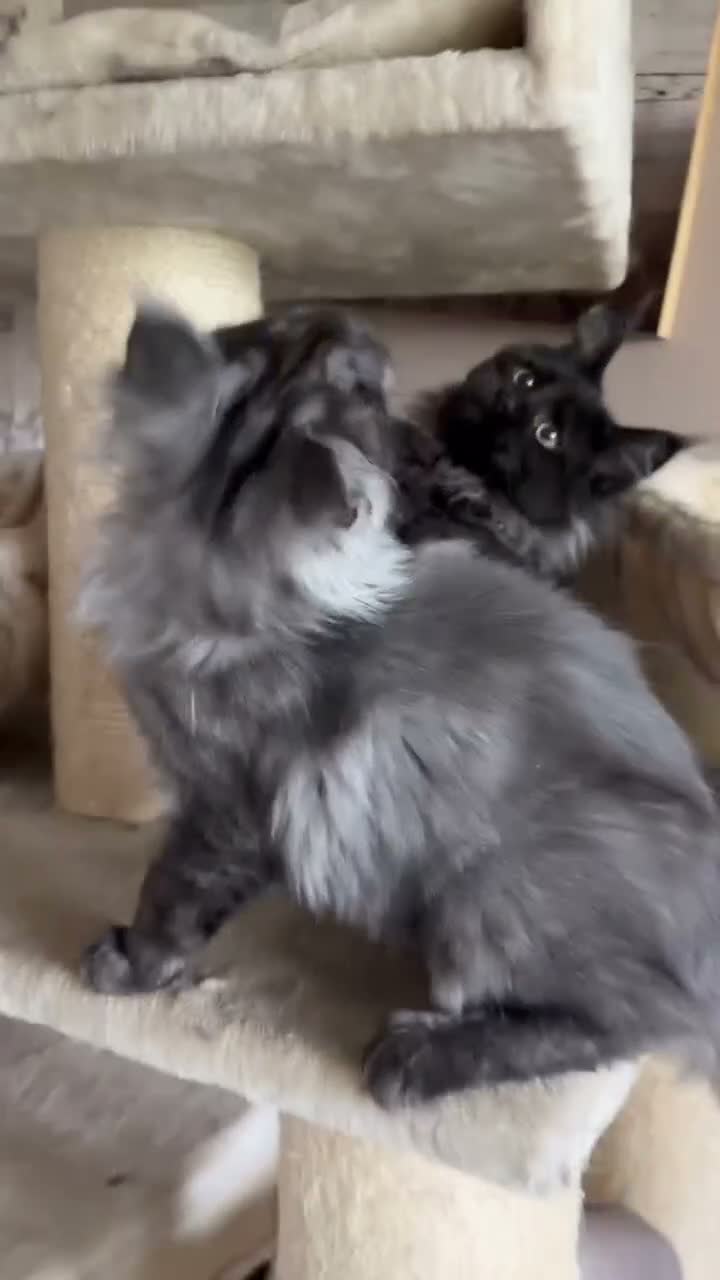 Maine Coon cats for sale: Tica registered black smoked male Maine coon - Video 1