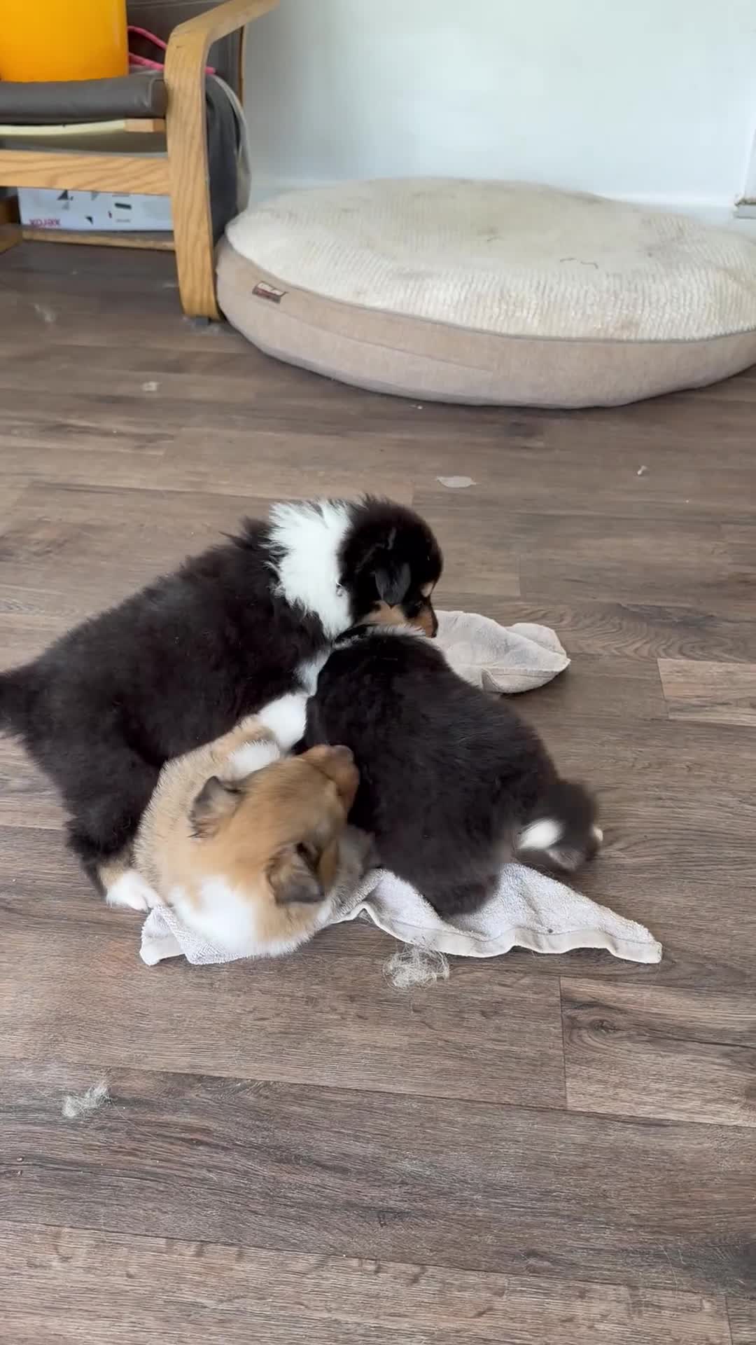 Rough Collie dogs for sale: Non Affected - Sable & White Male Rough Collie  - Video 1