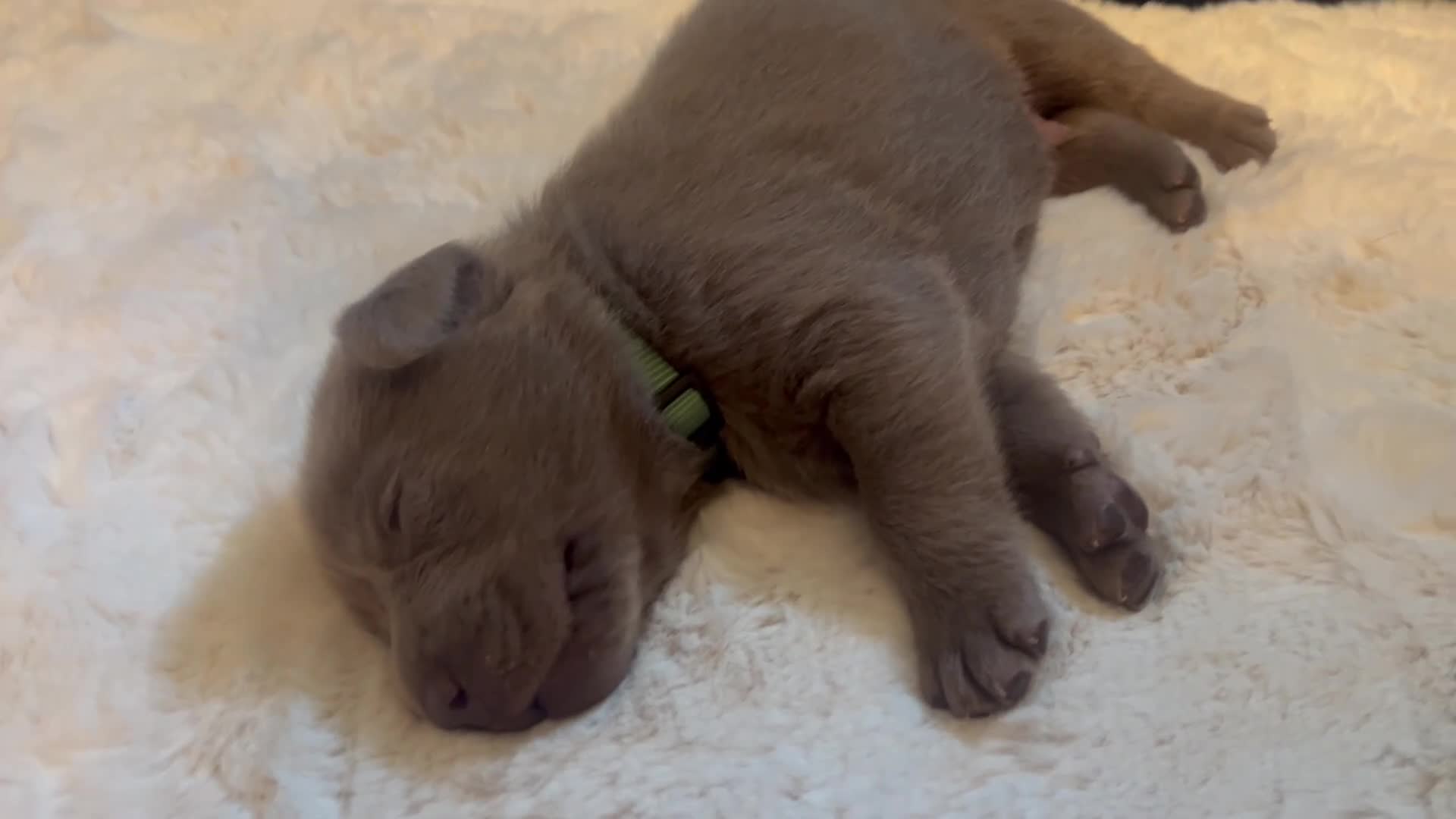 Labrador Retriever dogs for sale:  KC Silver Labrador Retriever ❤️1 girl available  - Video 3