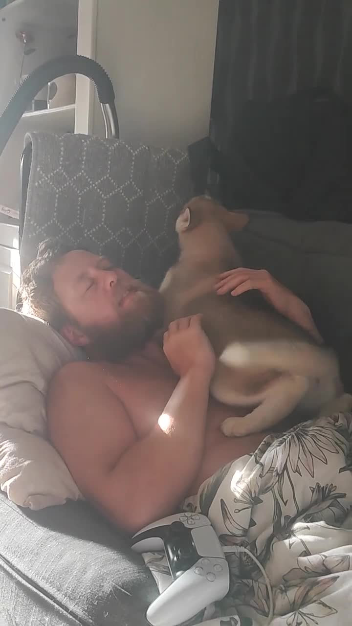 Utonagan dogs for sale: Maliky/ huskymute puppies  - Video 3