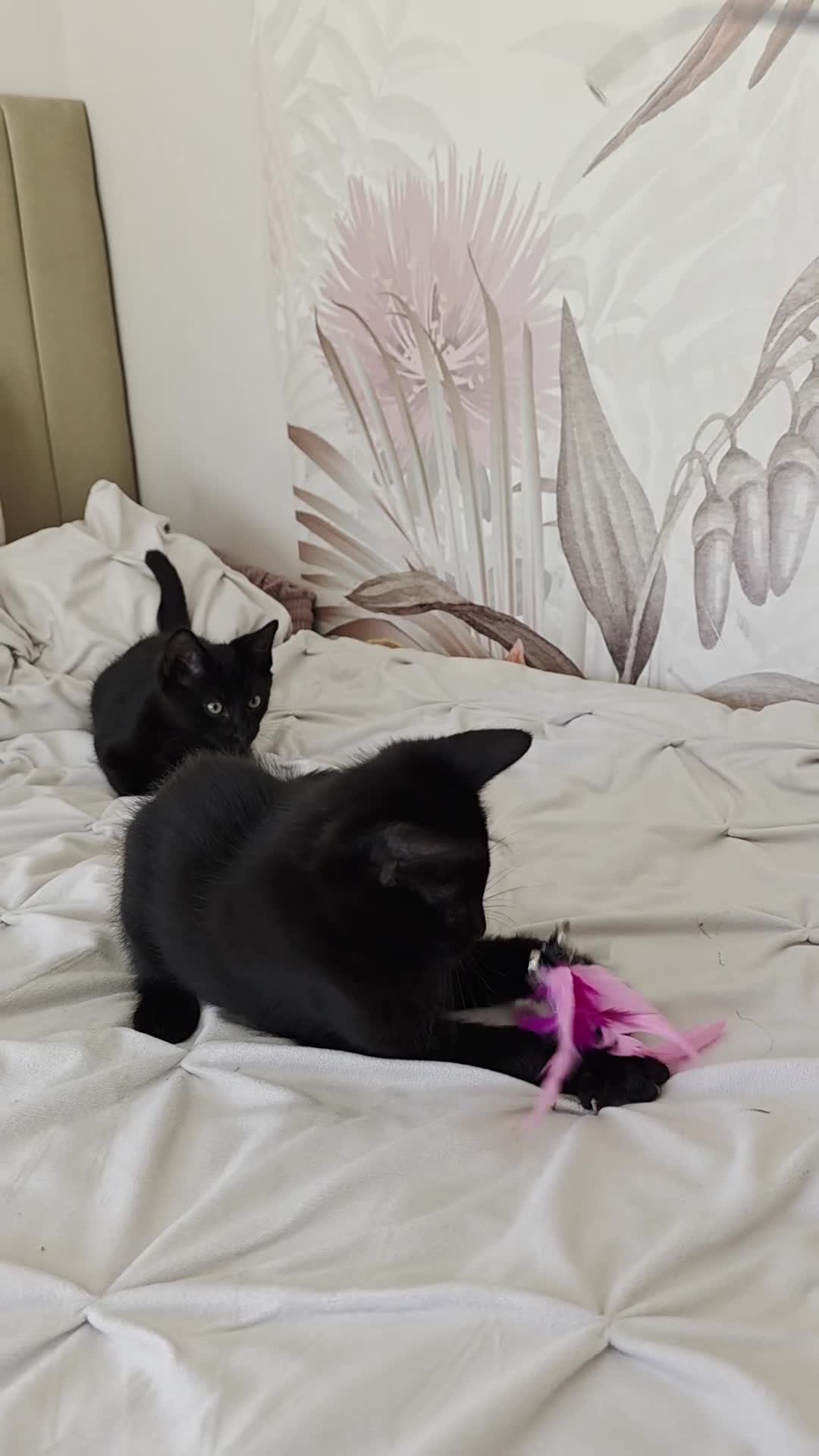 Mixed Breed cats for sale: Ragdoll cross male kitten - Video 1