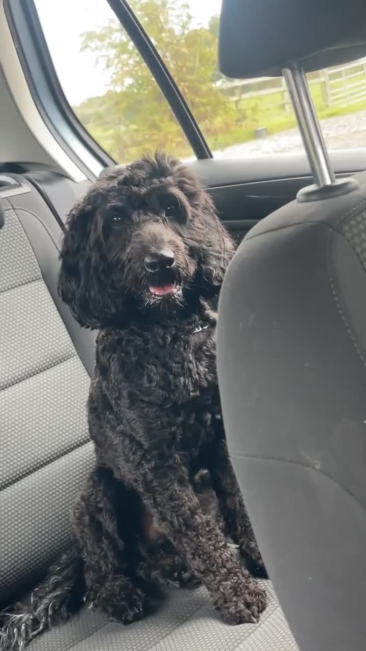 Cockapoo dogs for stud: Proven beautiful black cockapoo - Video 2