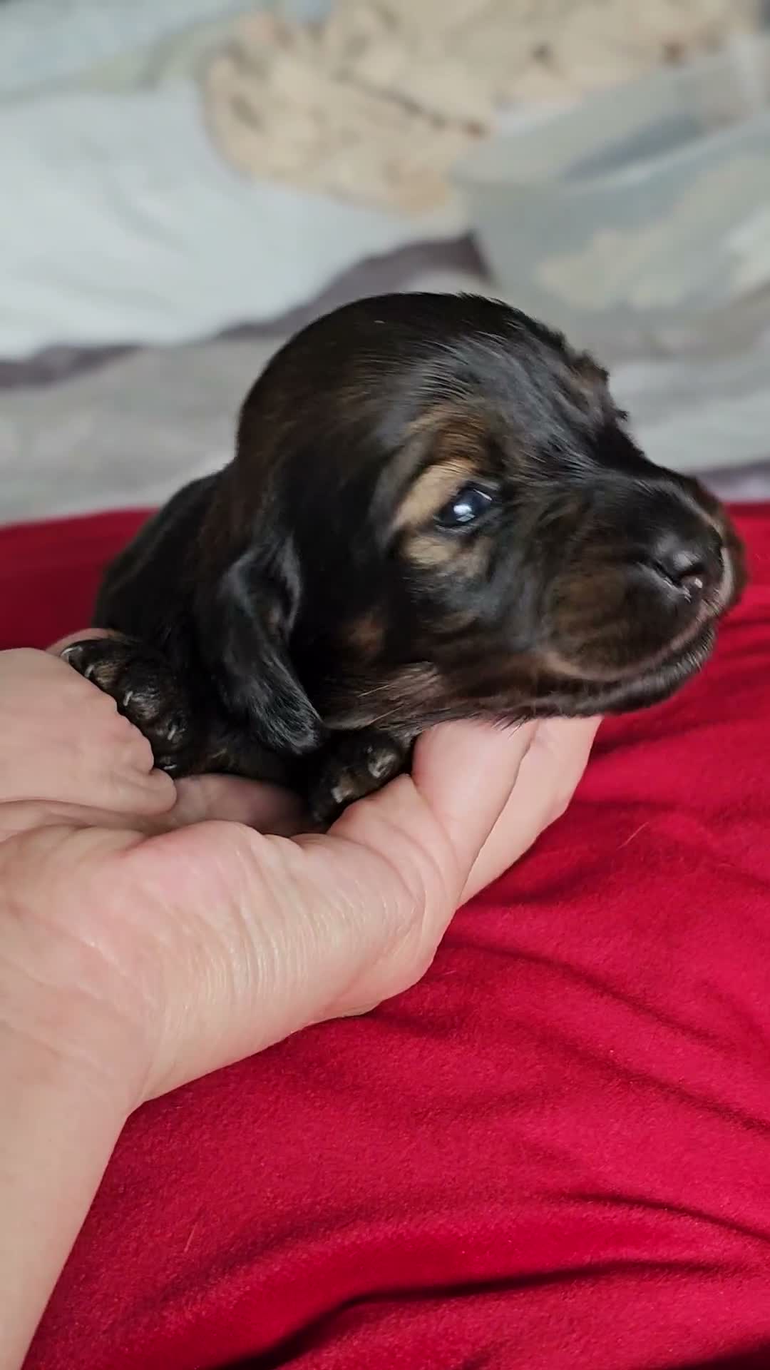 Miniature Dachshund dogs for sale:  MAGNIFICENT RED SHADED, Exceptional Pigmentation  in Wisbech - Video 1