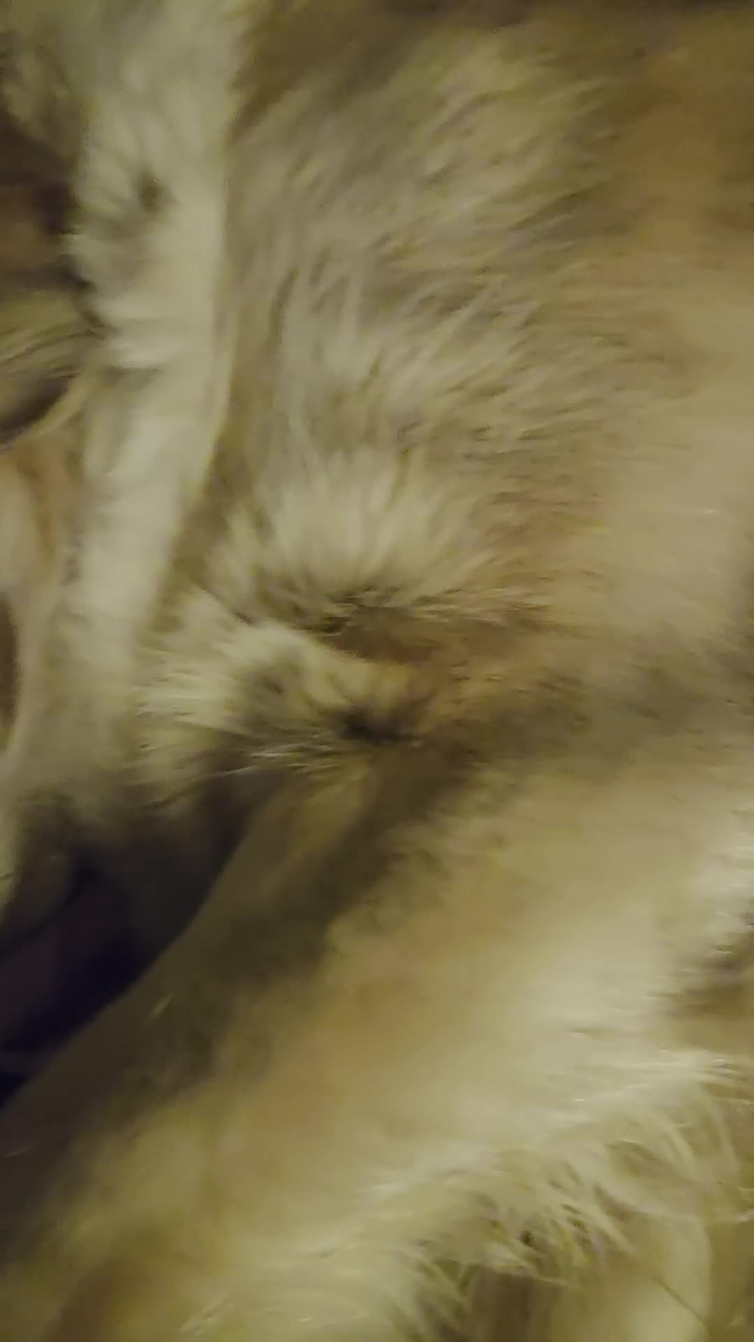 Golden Retriever dogs for sale: Golden retriever puppies in Ashton-under-Lyne - Video 1