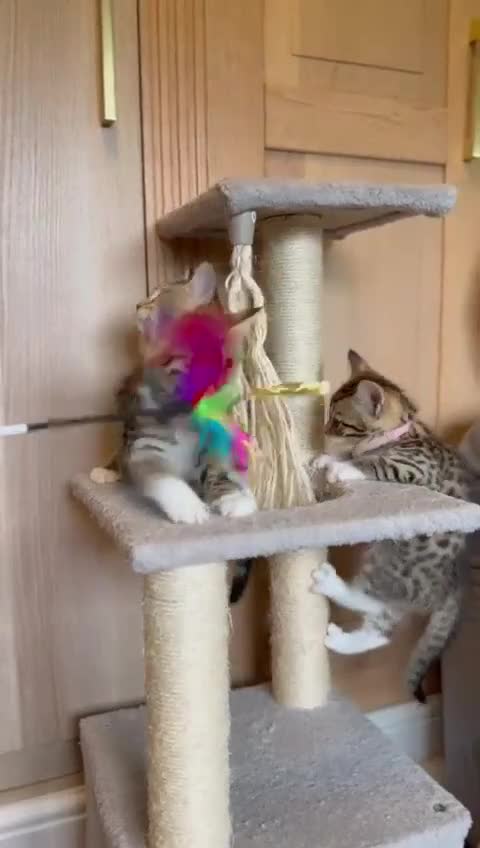 Mixed Breed cats for sale: Unique mix - Bengal x Maine Coon - Video 1