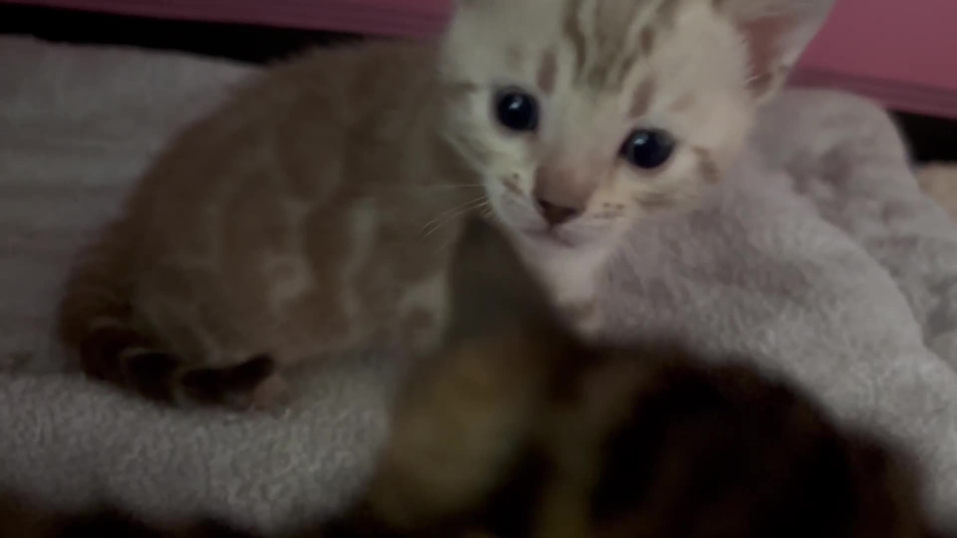 Bengal cats for sale: Beautiful pedigree bengal kittens  - Video 2