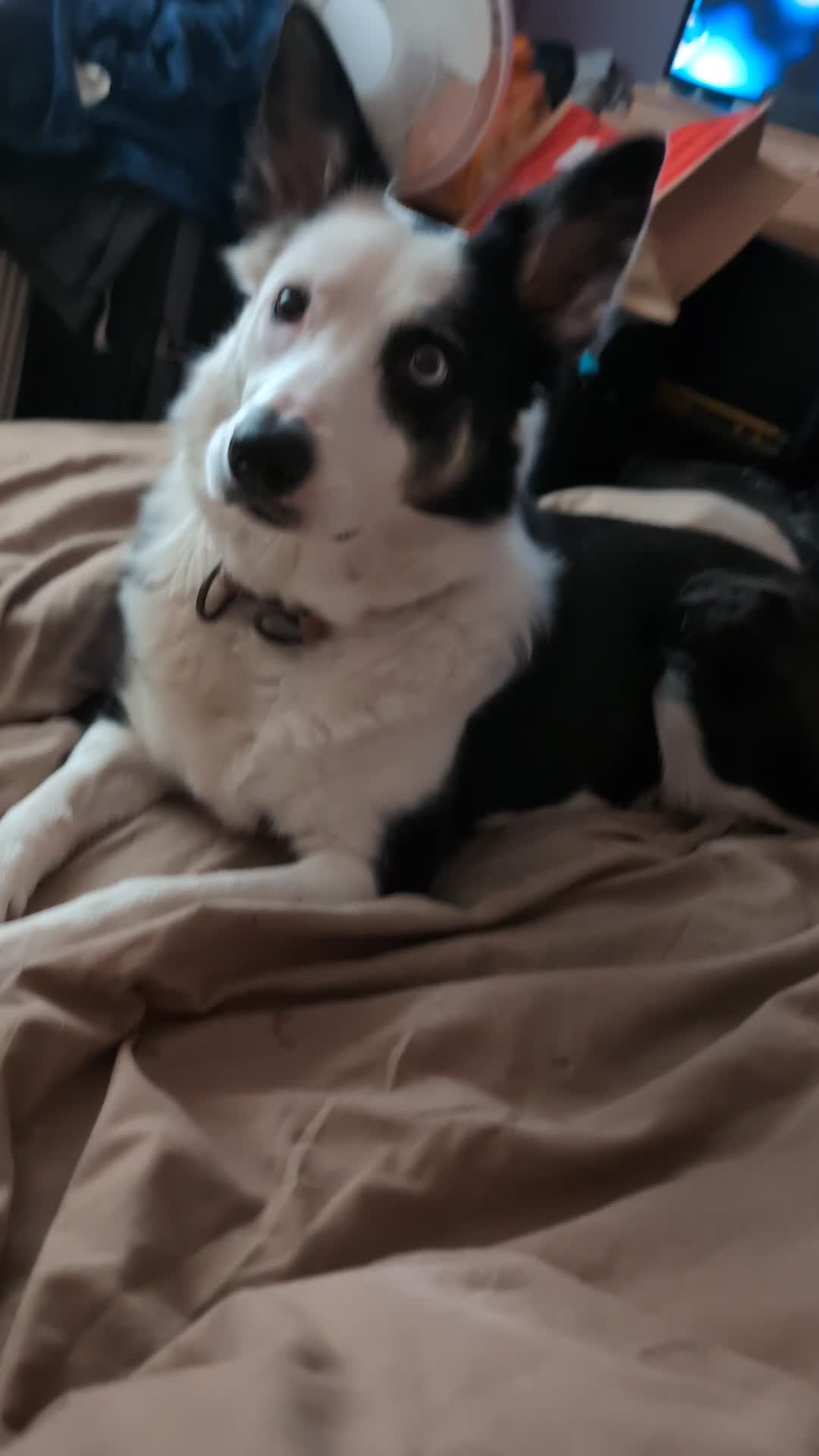 Mixed Breed dogs for sale: Husky cross border Collie  - Video 4