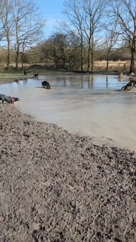 German Shepherd dogs for sale: Loyal, Playful German Shepherd for Rehoming - Video 1