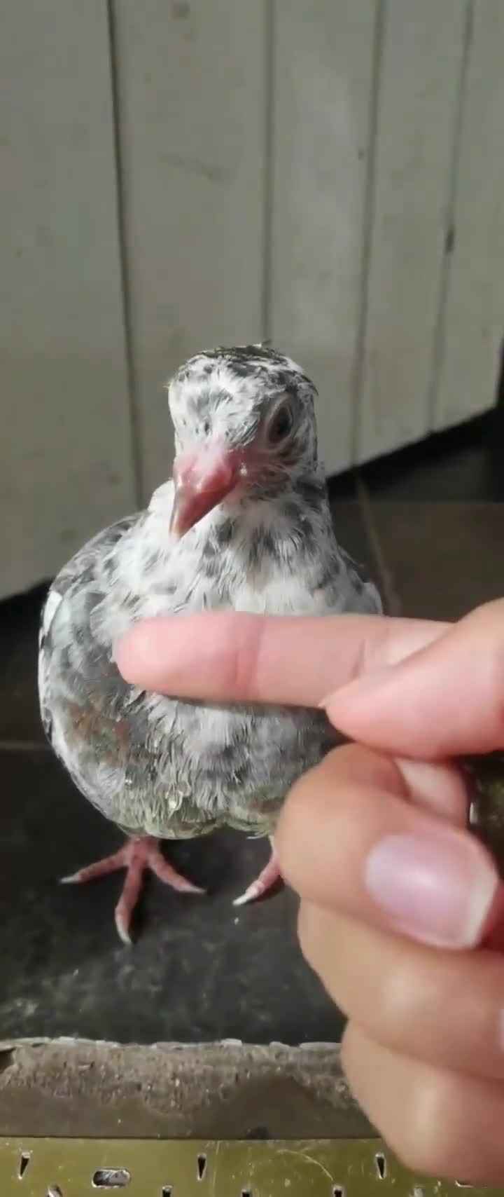 Pigeons birds for sale: Pigeons [Semi Hand-Raised] - Fancy & Racing Breeds - Video 1