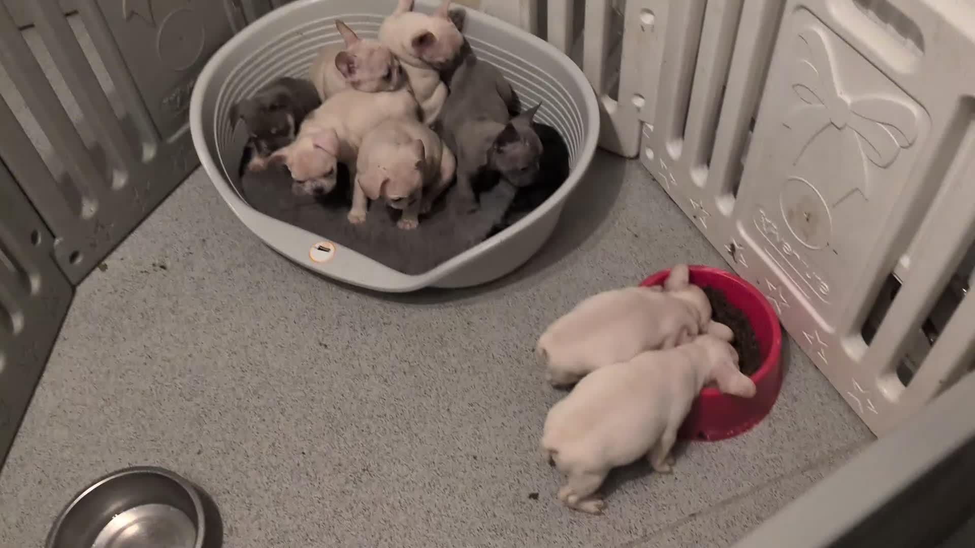 French Bulldog dogs for sale: French bulldog puppy's  - Video 1