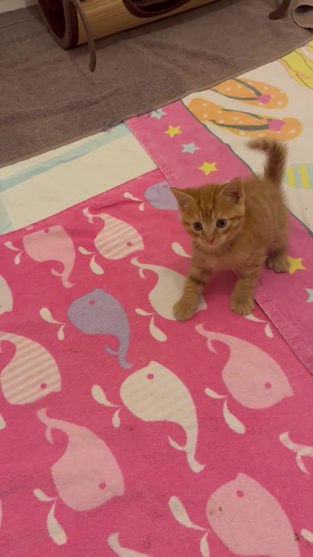 British Shorthair cats for sale: Gorgeous Ginger Tabby Mixed BSH Kittens  - Video 1