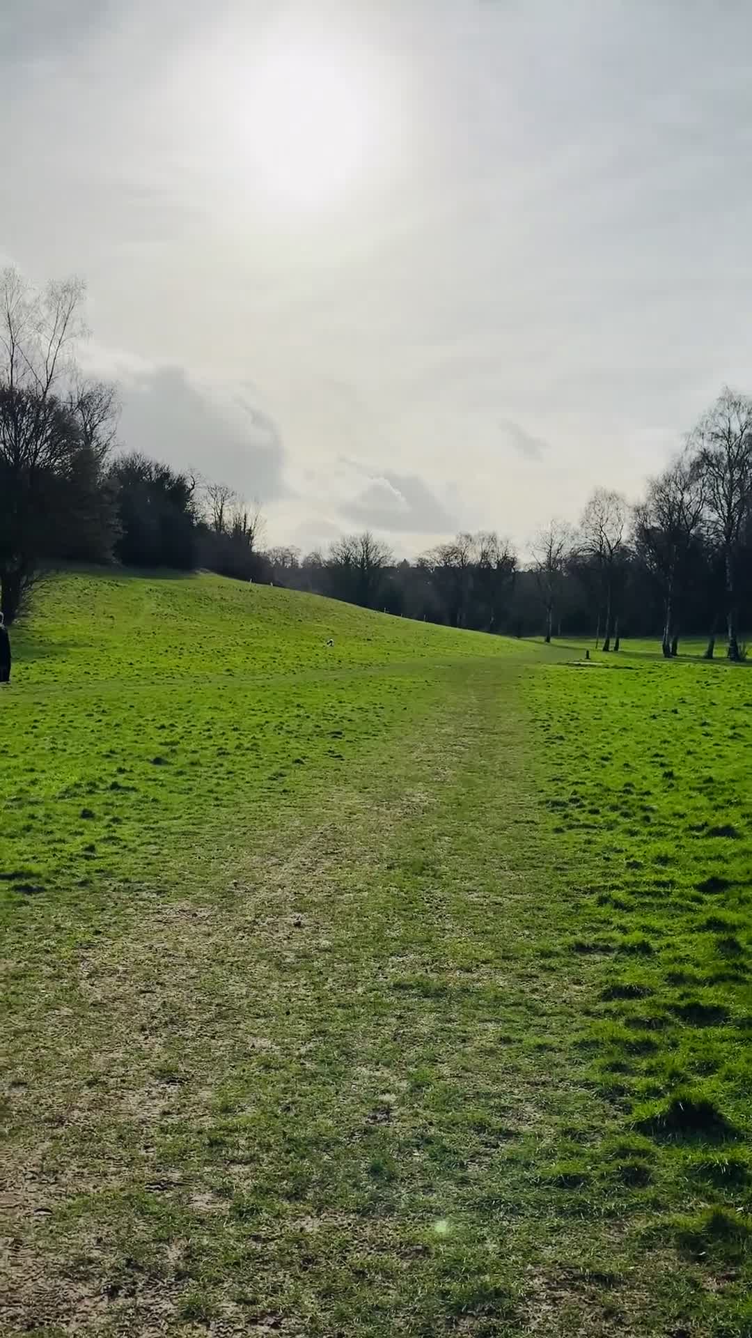 Cavalier King Charles Spaniel dogs for sale: Adorable - Video 2