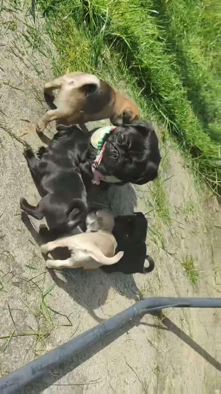 Pug dogs for sale: Gorgeous Pug 💛 Price Reduced For The Perfect Home - Video 2