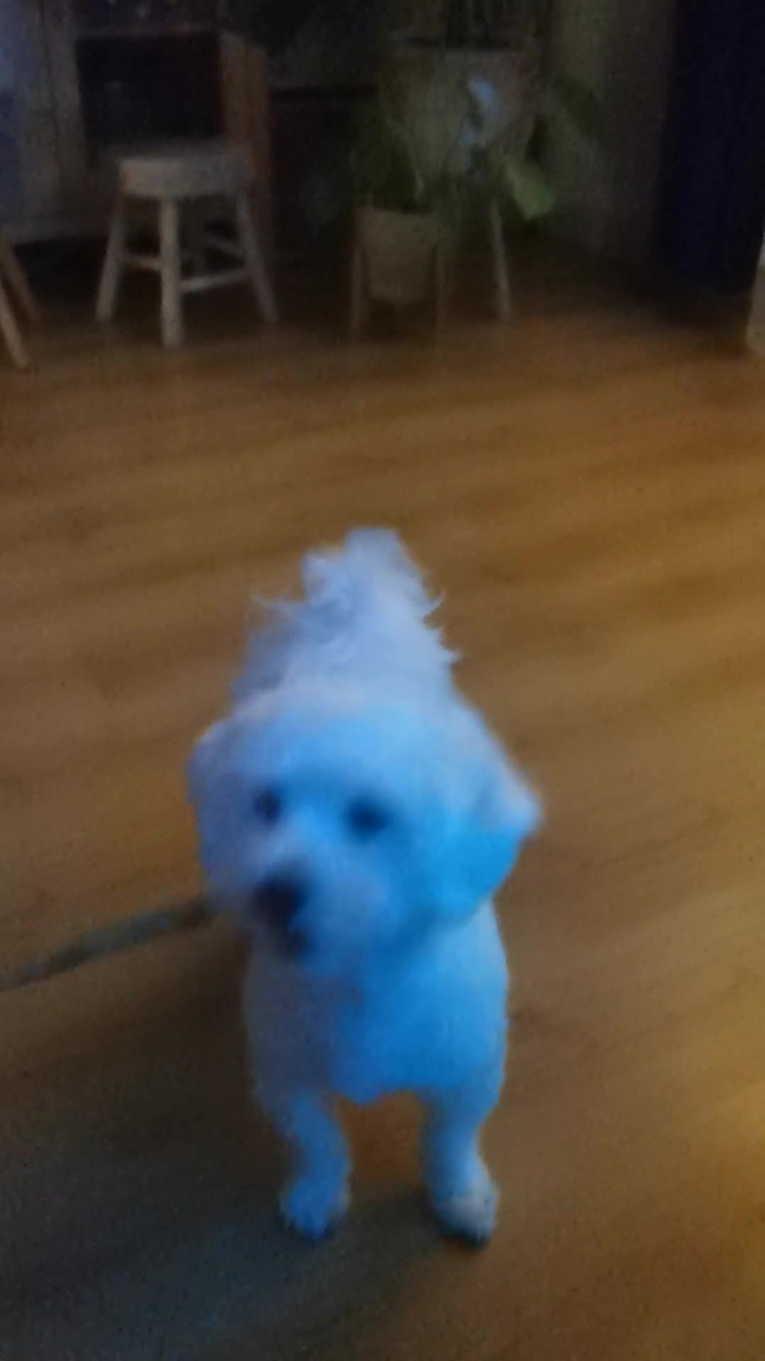Bichon Frise dogs for stud: Beautifull boy - Video 1