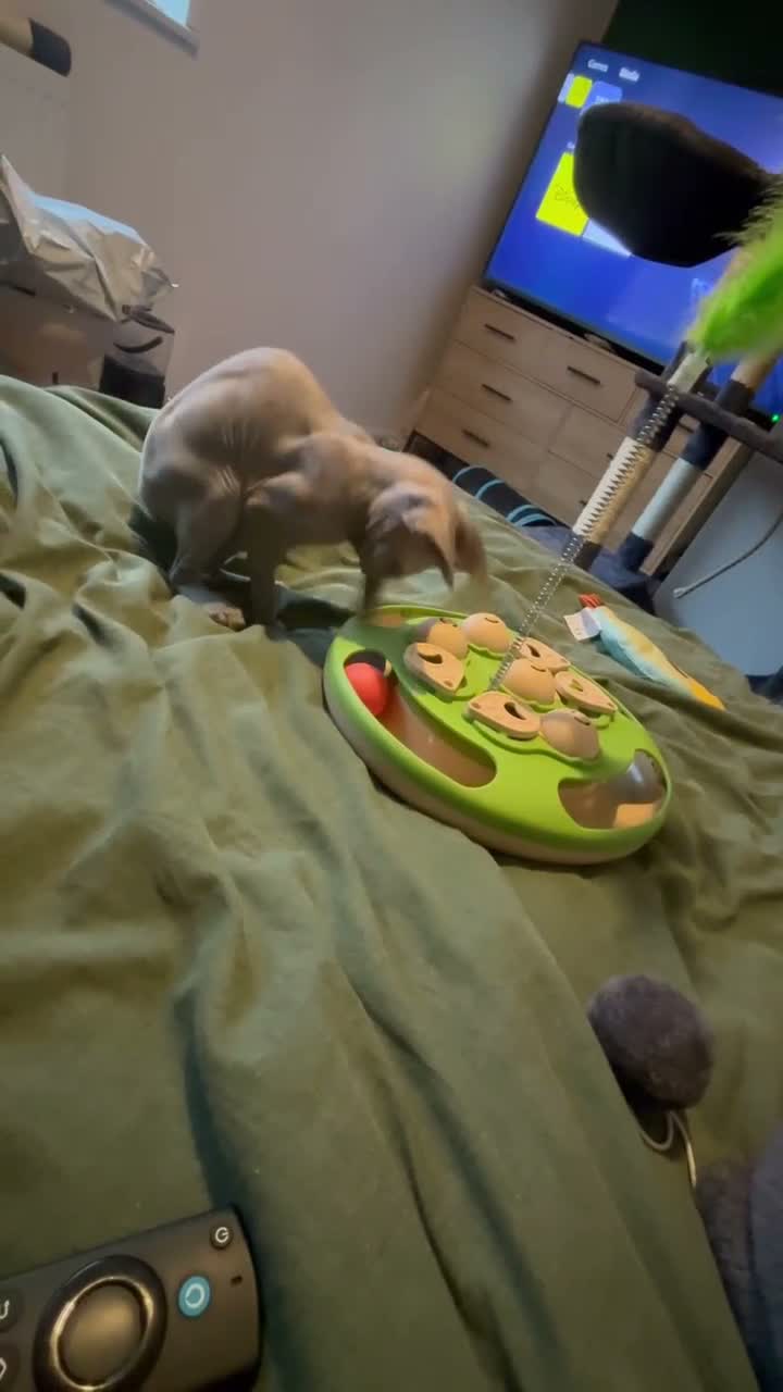 Sphynx cats for sale: Very loving and purring sphynx girl   - Video 3