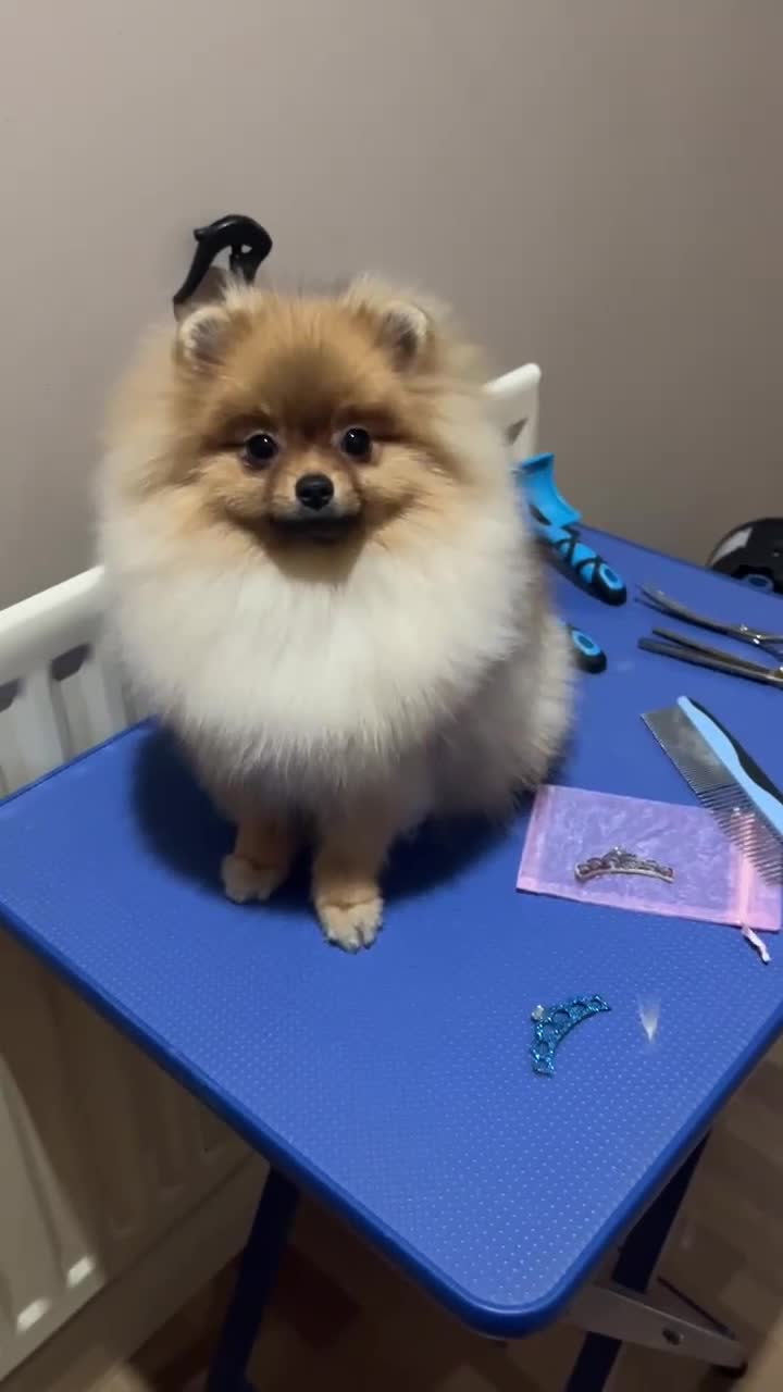 Pomeranian dogs for sale: Micro Teddy Poms Coco & Gigi - 12 & 8 Months - Video 4