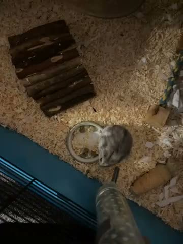 Hamster rodents for sale: Hamster  in Blaenau Ffestiniog - Video 1