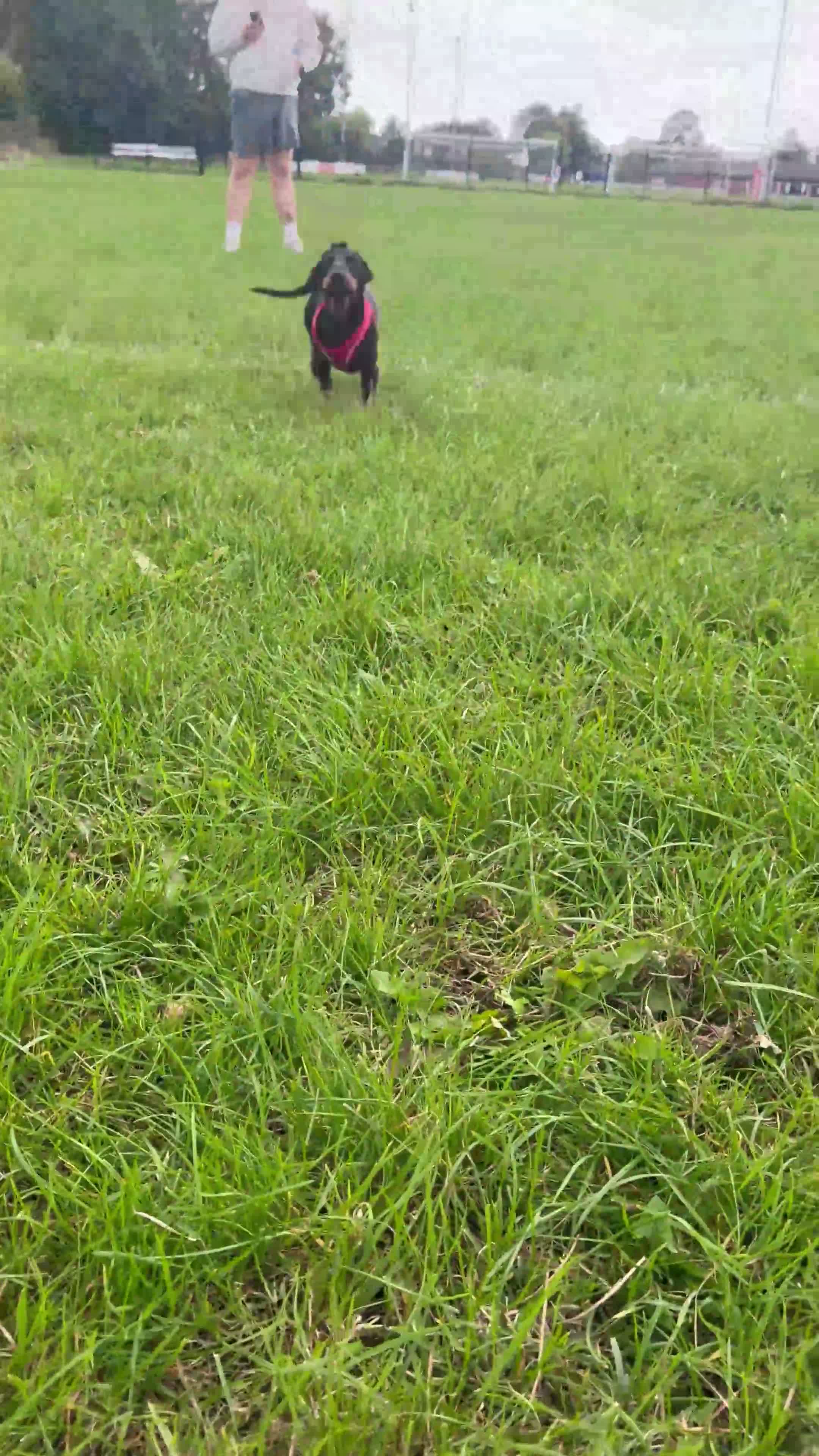 Dachshund dogs for sale: 4 month old puppy ready to go asap!! - Video 1