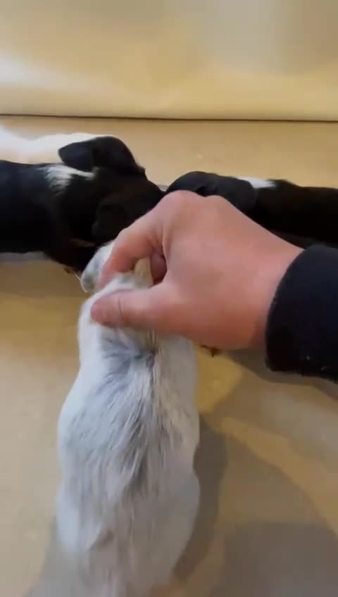 Mixed Breed dogs for sale: Sealyham terrier cross jack russel terrier  - Video 2