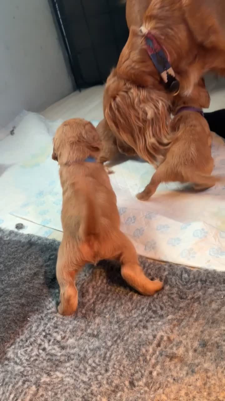Cocker Spaniel dogs for sale: 5 working cocker spaniels KC reg in Taunton - Video 1
