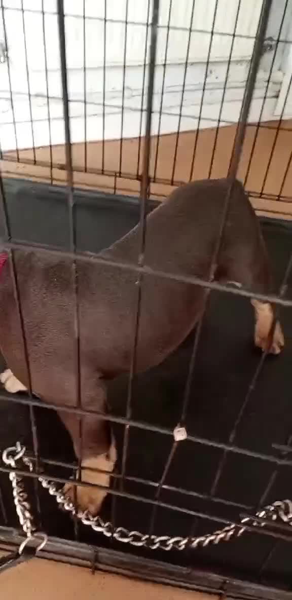 Mixed Breed dogs for sale: Blue tri Frenchie pocket  - Video 1