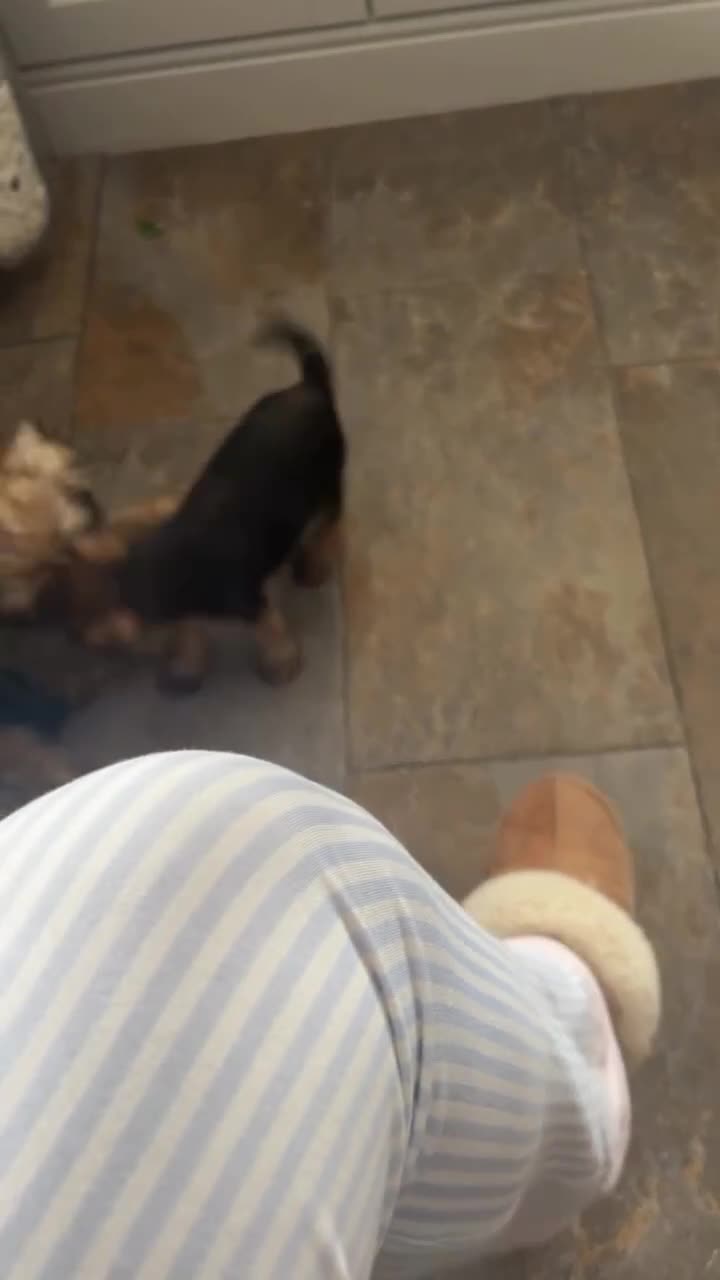 Border Terrier dogs for sale: Border Terrier Dog - Video 2