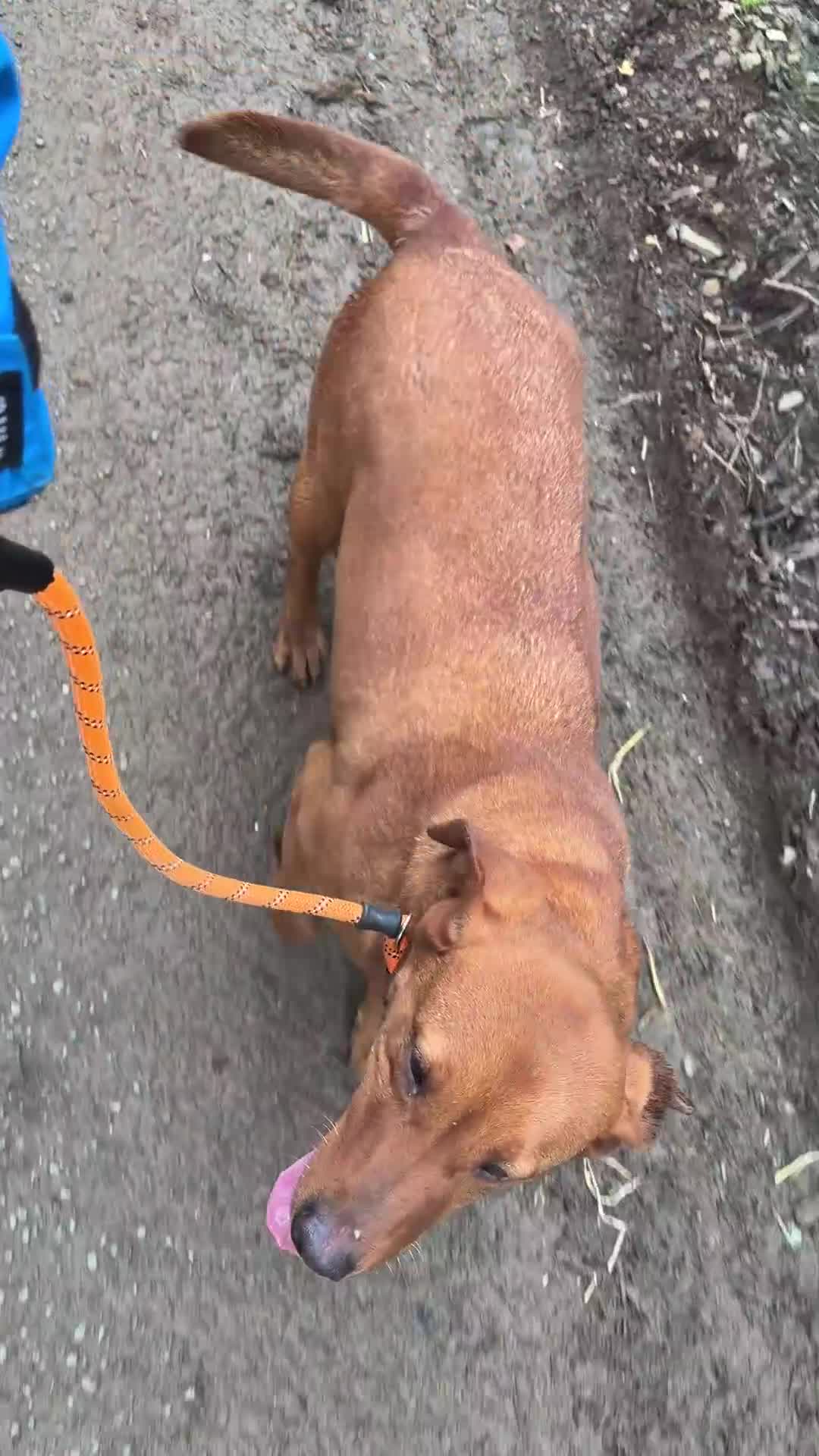 Labrador Retriever dogs for sale: Gorgeous KC Registered Fox Red Bitch - Adult - Video 1