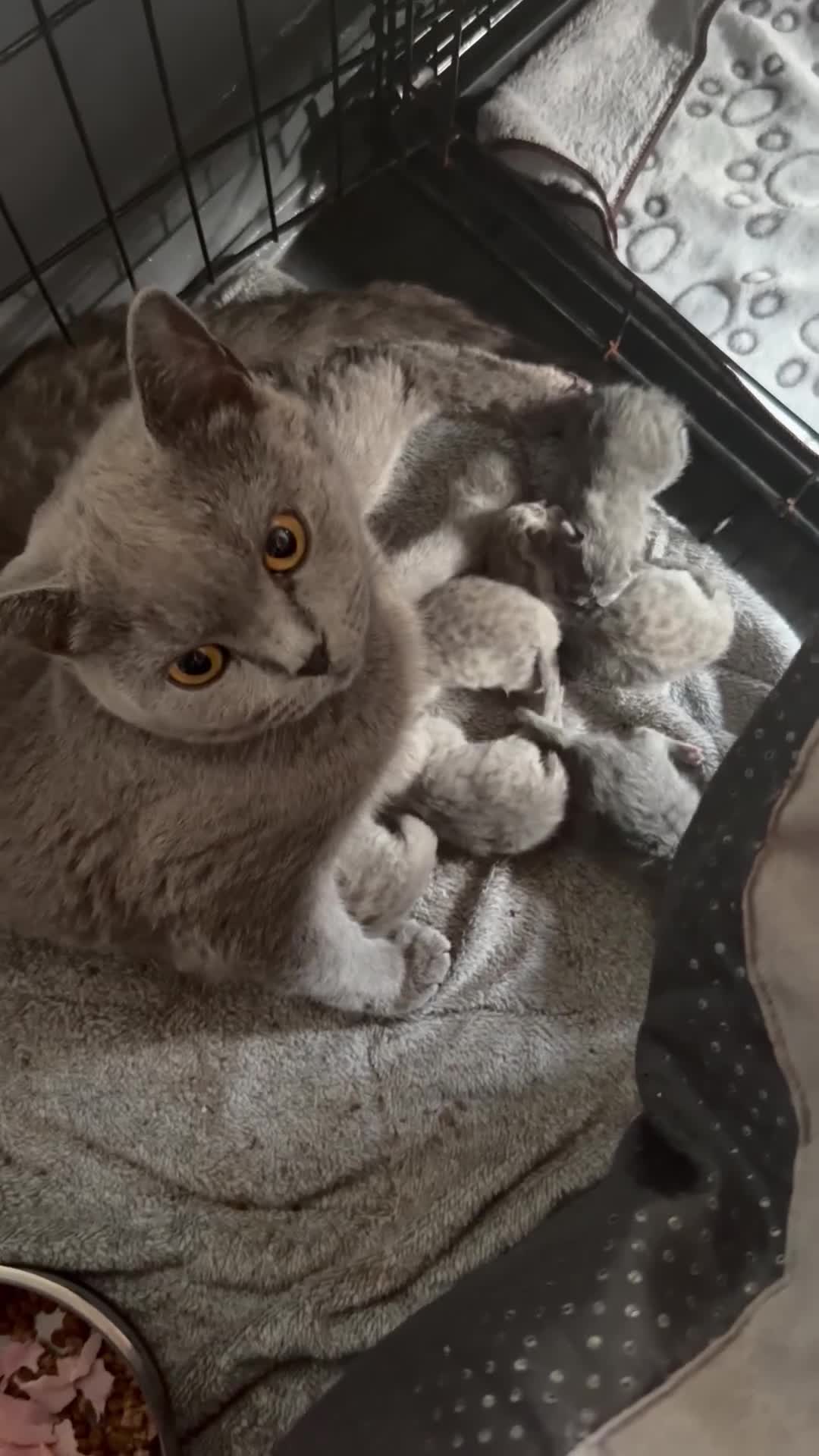 British Shorthair cats for sale: British shorthair kittens  - Video 2