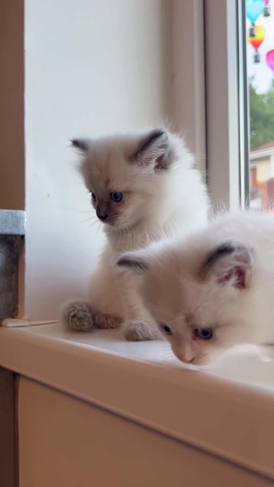 Ragdoll cats for sale: Beautiful Ragdoll Kittens in Durham - Video 2