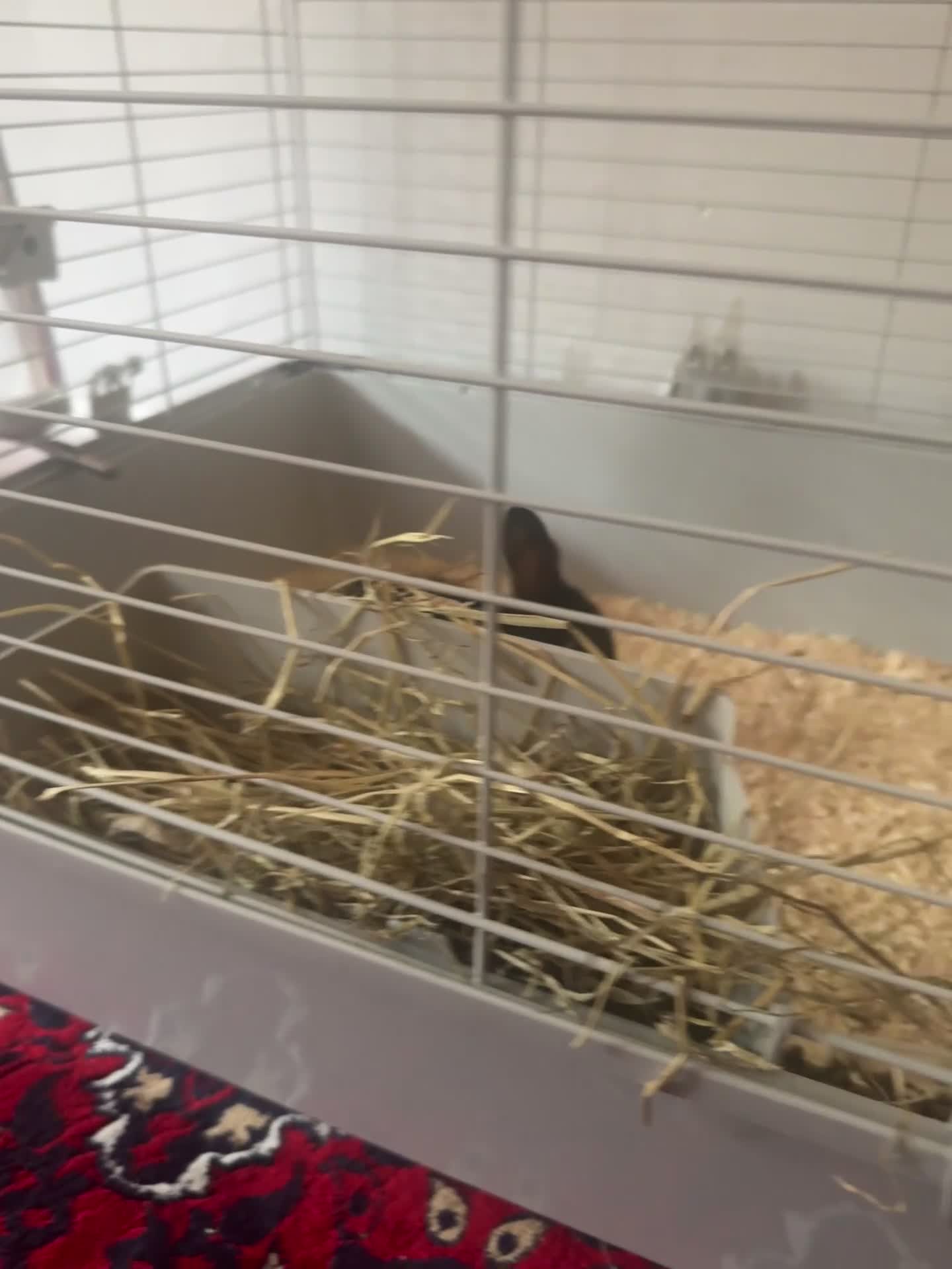 Mini Lop rabbits for sale: New baby mini lops  - Video 1