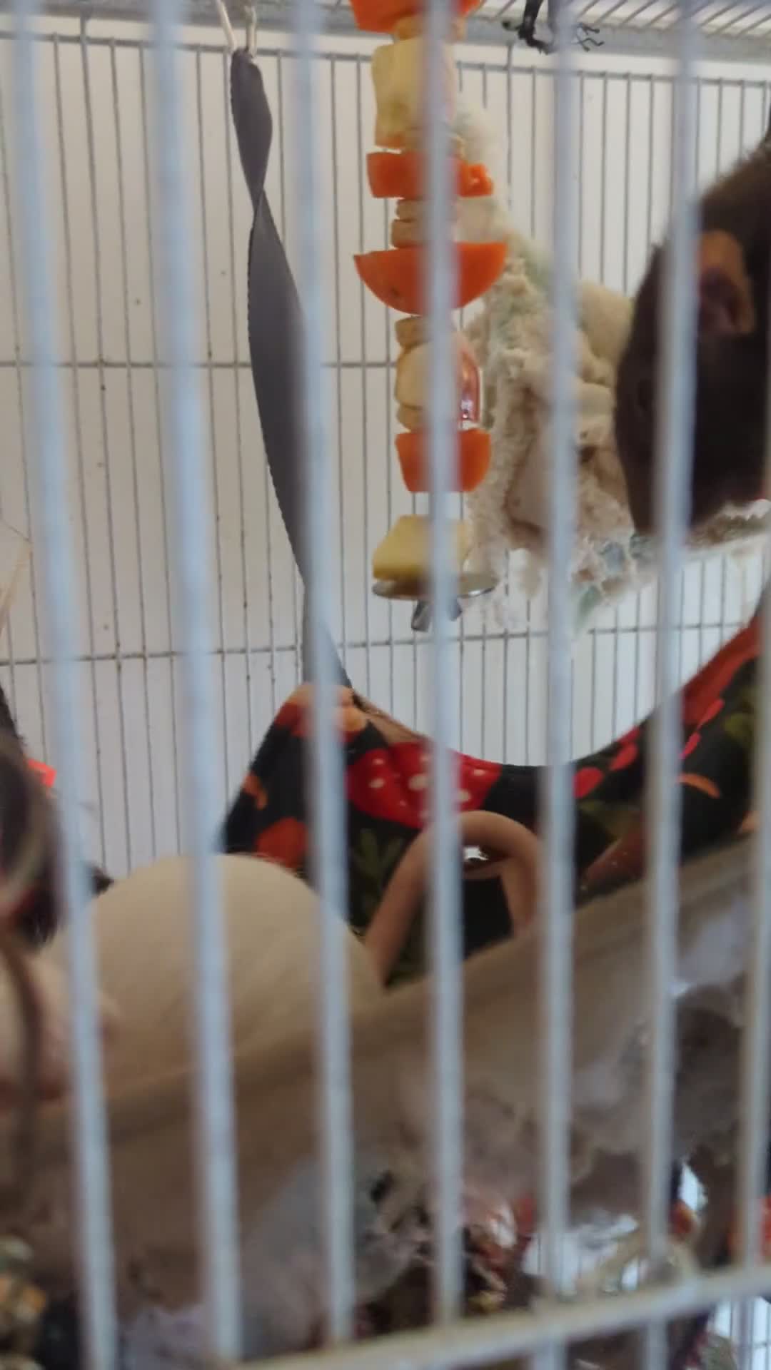 Rat rodents for sale: Female Rat Free to Good Home - Video 1