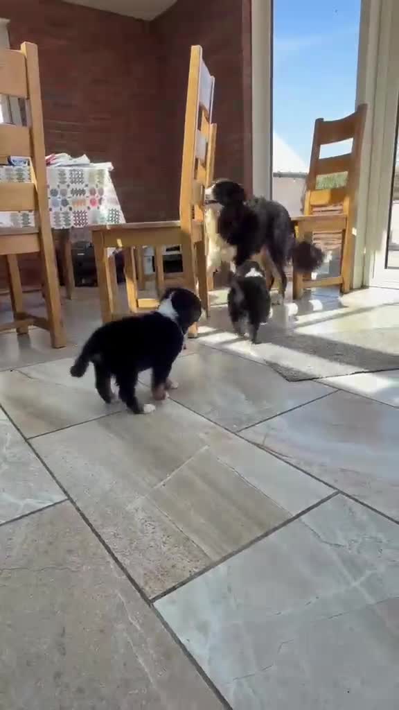 Bernese Mountain Dog dogs for sale: Stunning puppies! - Video 1