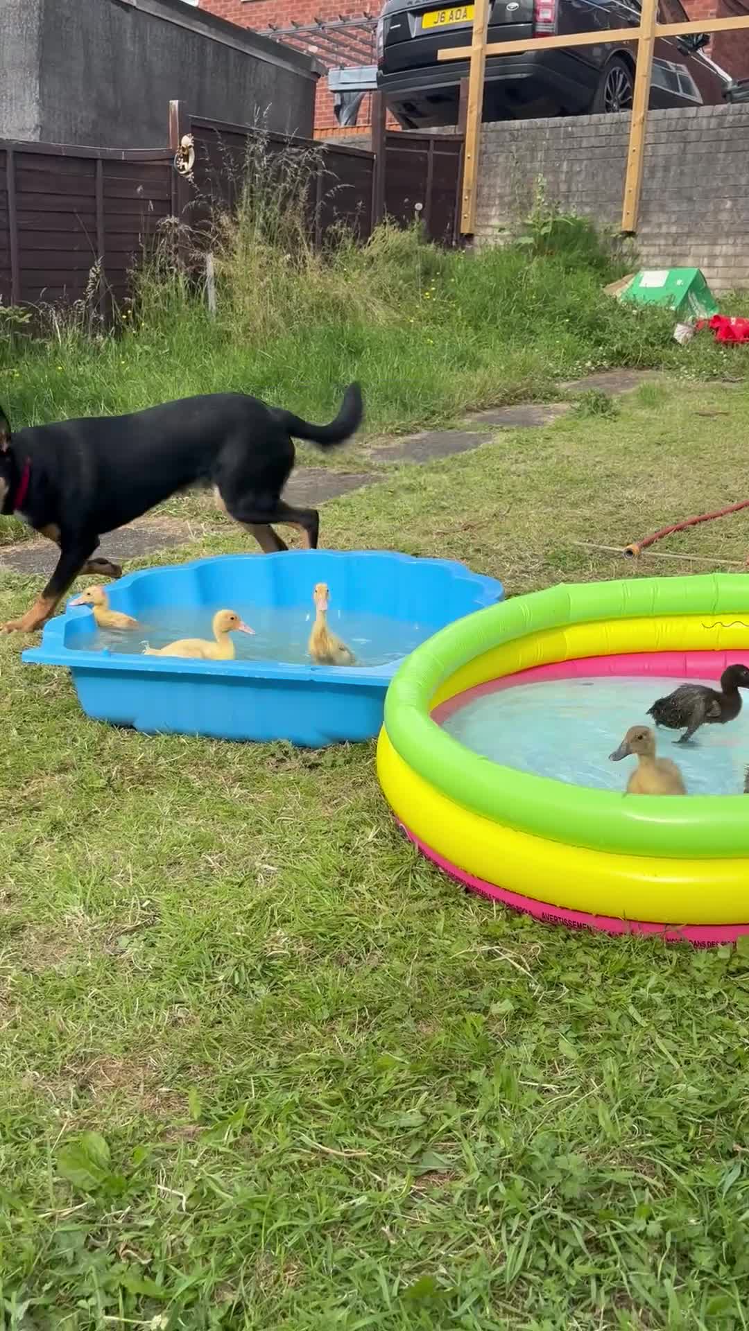 Mixed Breed dogs for sale: Kelpie x Border Collie 11 Month Old Puppy Rehome  - Video 3