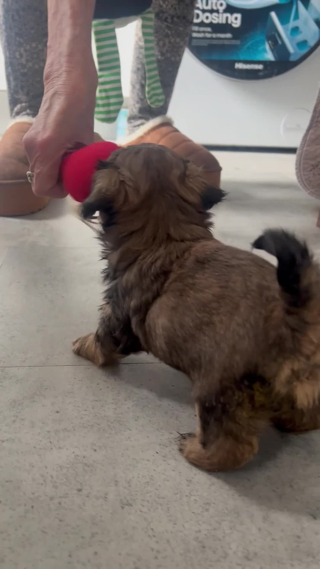 Shih Tzu dogs for sale: Stunning imperial Shih Tzu pups - Video 1