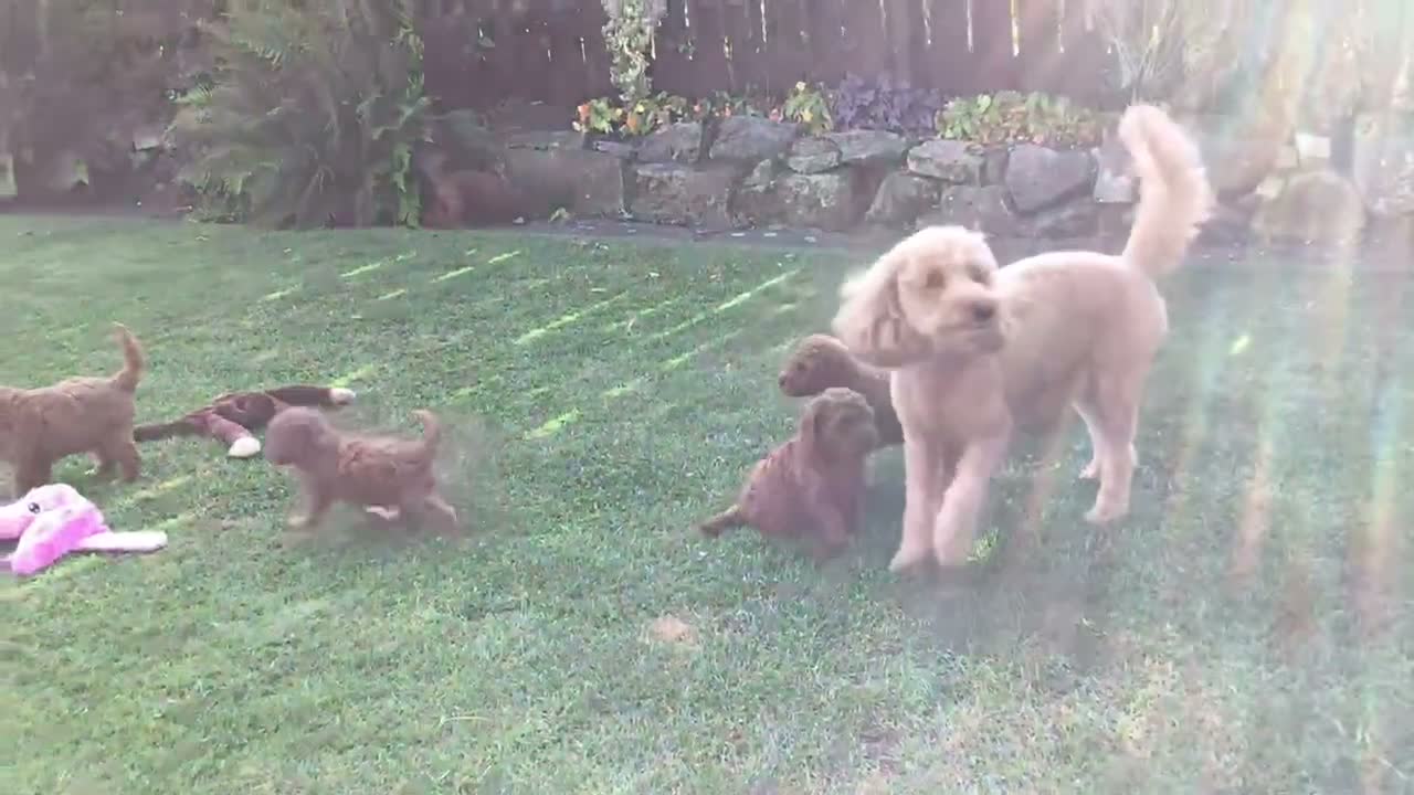 Labradoodle dogs for sale: Miniature Labradoodles  - Video 2