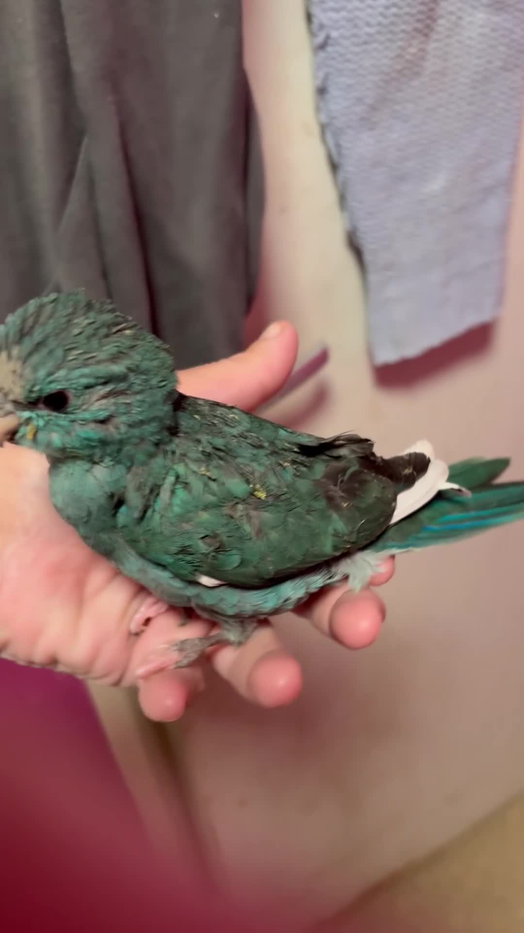 Parakeets birds for sale: Hand reared and hand tame Kakariki - Video 2