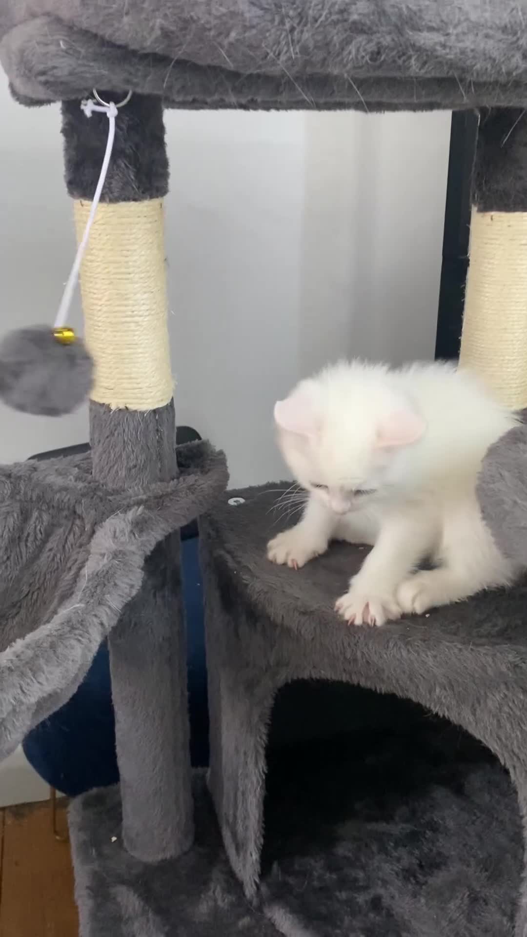 Bengal cats for sale: Snow Bengal/ khao manee kittens - Video 3