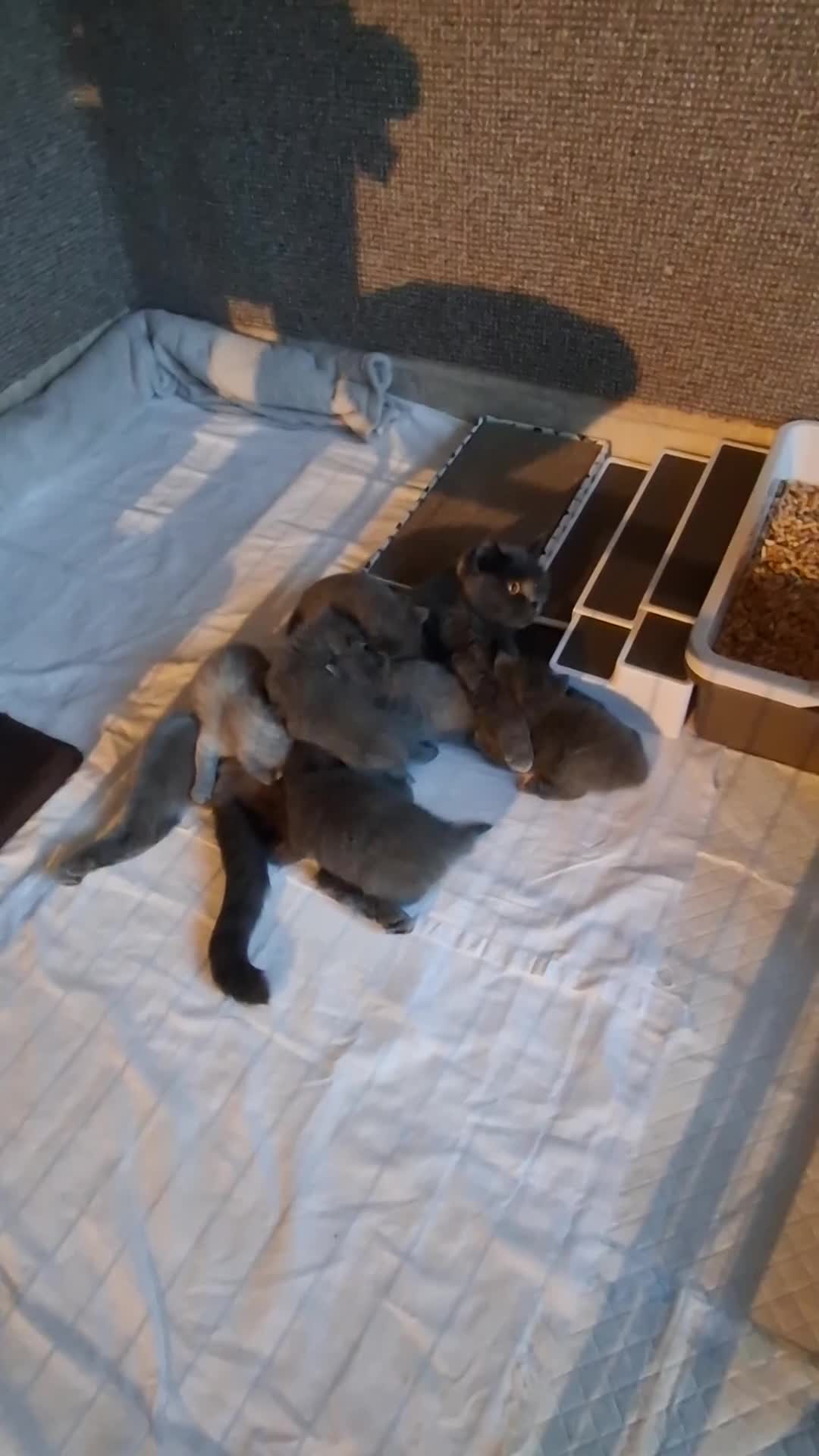 British Shorthair cats for sale: Last BSH blue girl available - Video 1