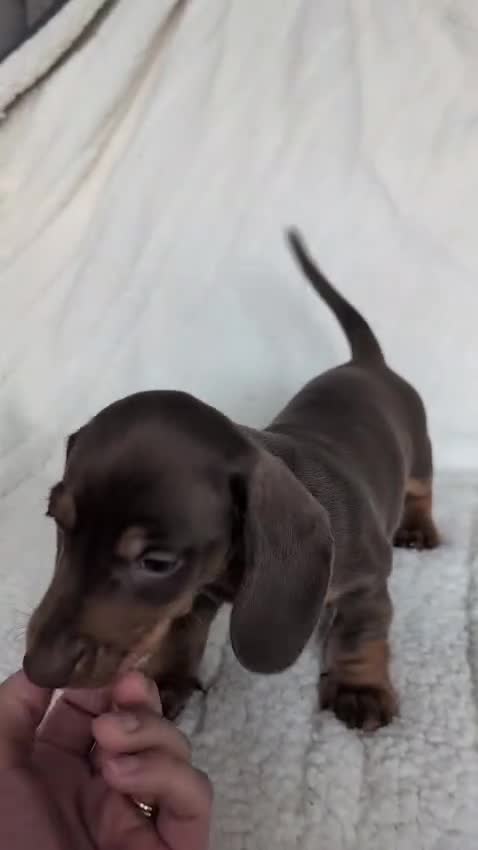 Miniature Dachshund dogs for sale: 🐾KC Registered Top Quality Chocolate & Tan boys - Video 2