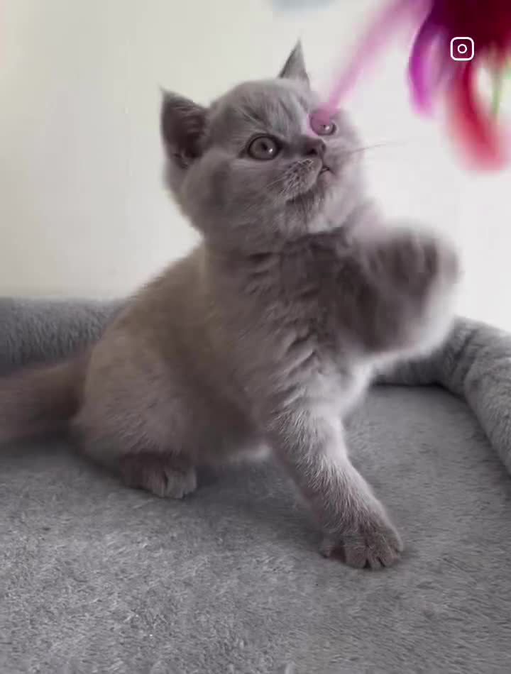 British Shorthair cats for sale: 🏆GCCF Active Registered Lilac Girl🏆 in Aldershot - Video 1