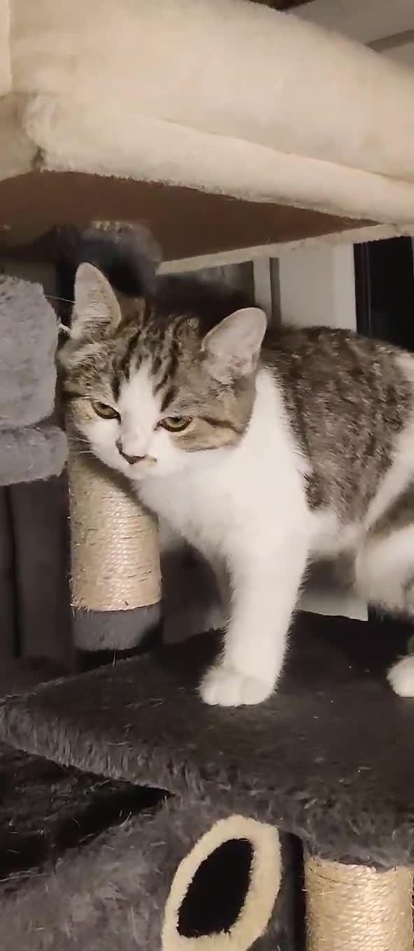 Brazilian Shorthair cats for sale: Pure British Shorthair girls - TICA - Video 1