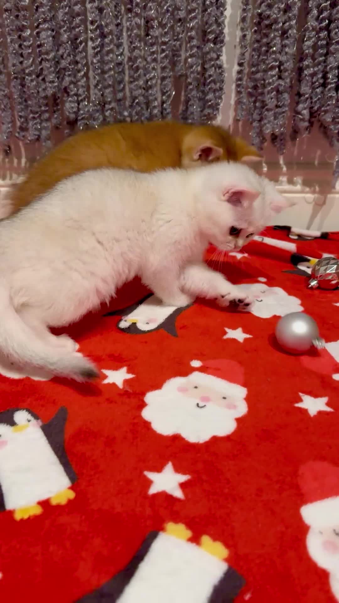 Scottish Fold cats for sale: Scottish purebred Fold and Straight kittens - Video 1