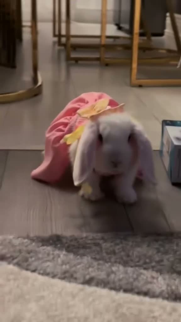 Mini Lop rabbits for sale: Minilop bunny Willow  in Manchester - Video 1