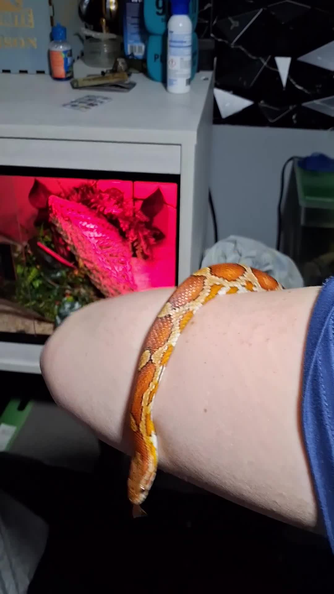 Corn Snake reptiles for sale: Corn snake with set up - Video 1